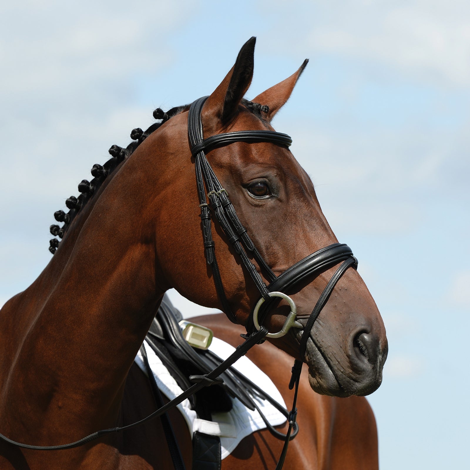 Collegiate Syntovia+ unterlegte Trense Bridles & Reins