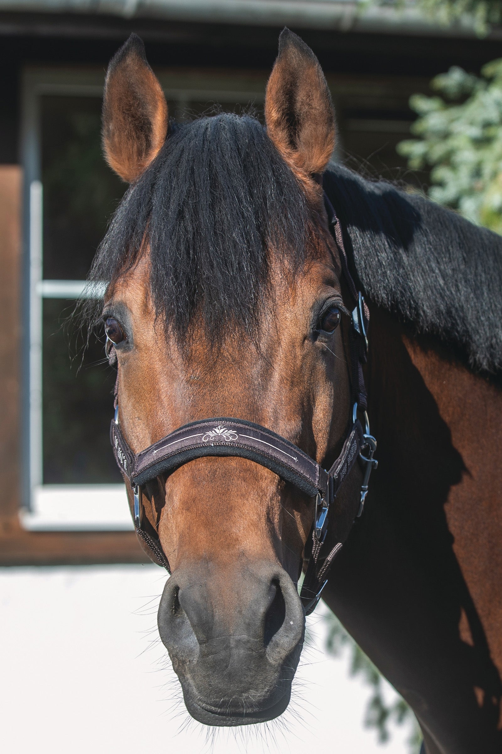 USG Rosi Halter Halters & Leads