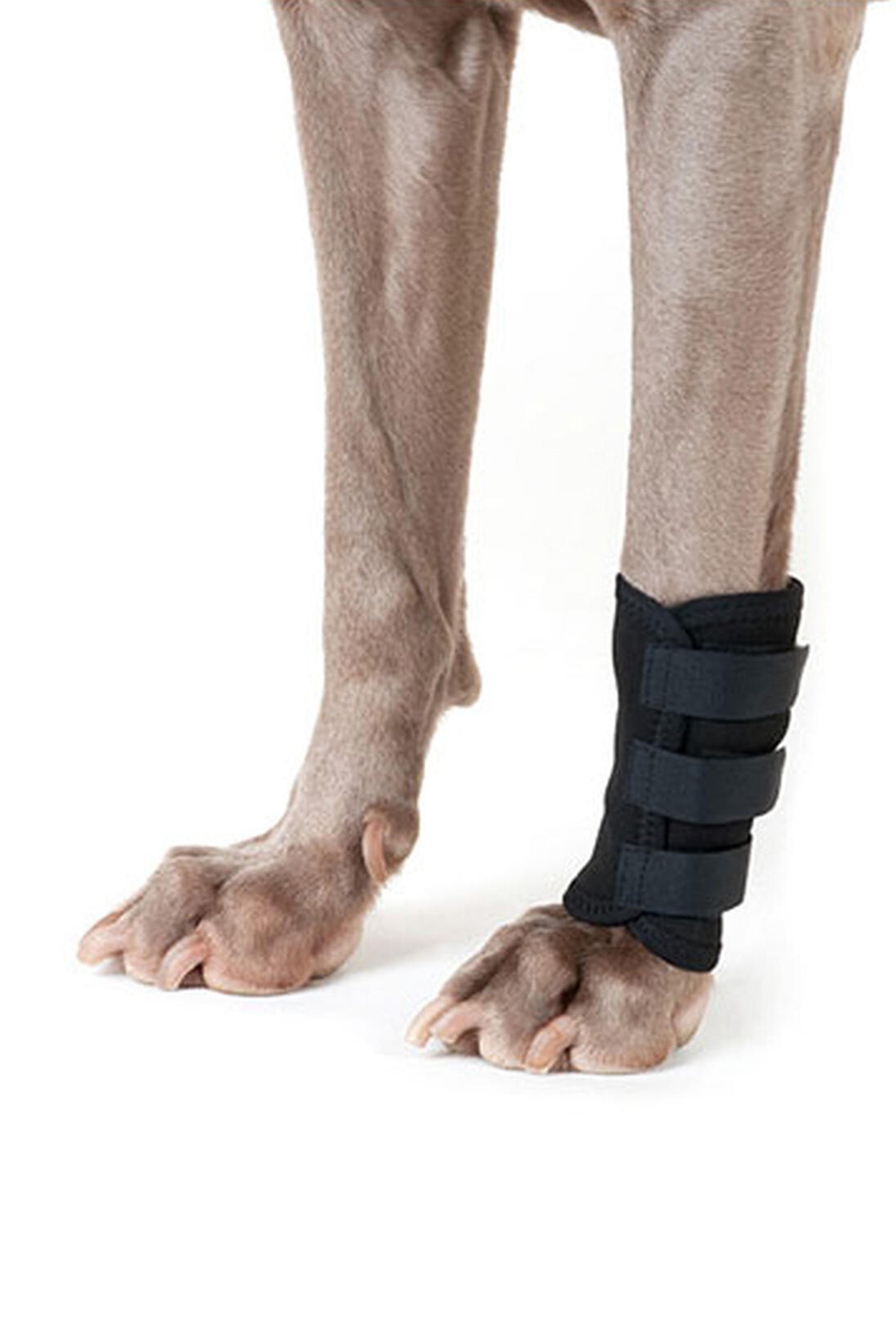 Back on Track Dog Leg Wrap (1 piece) Dog Accesories