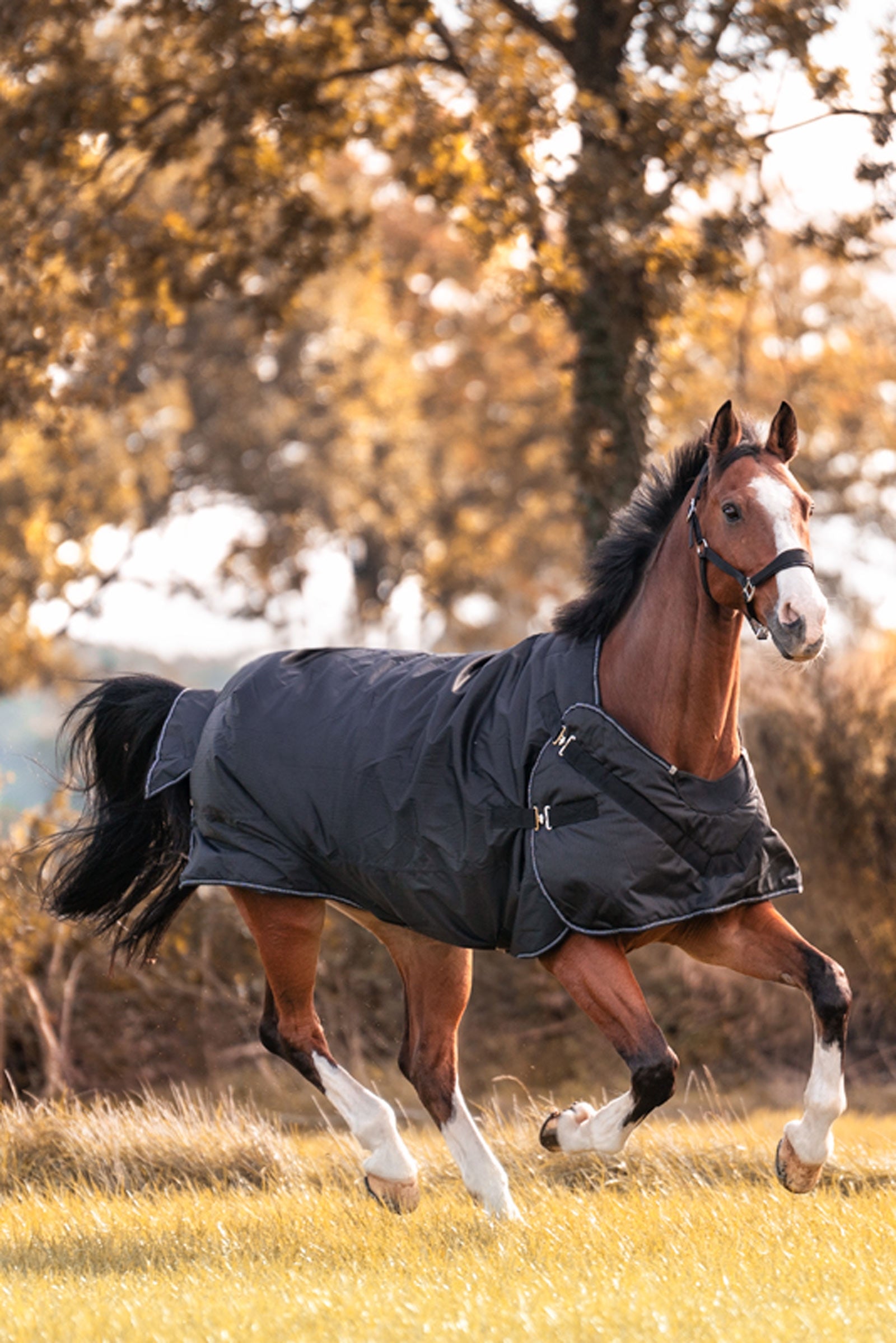 Kavalkade Halifax 2in1 Turnout and Walker Rug 200g Horse Rugs