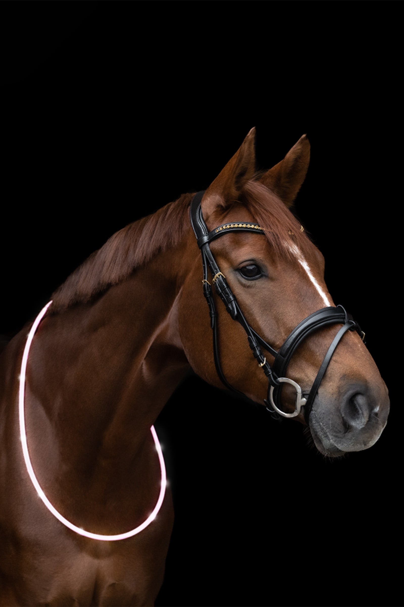 Waldhausen ELT LED-Neck Strap for Horse Reflective