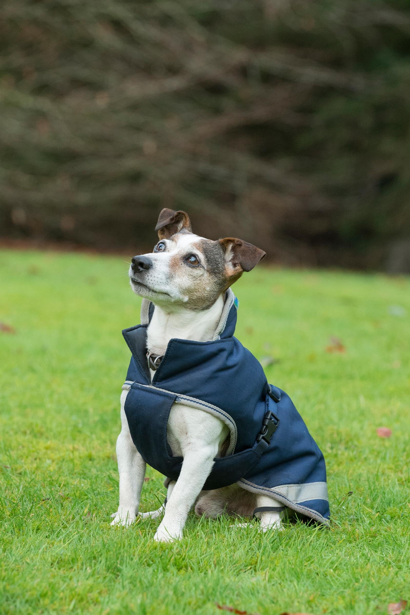 Bucas Freedom Dog Rug, 300g (50-75 cm) Dog Accesories