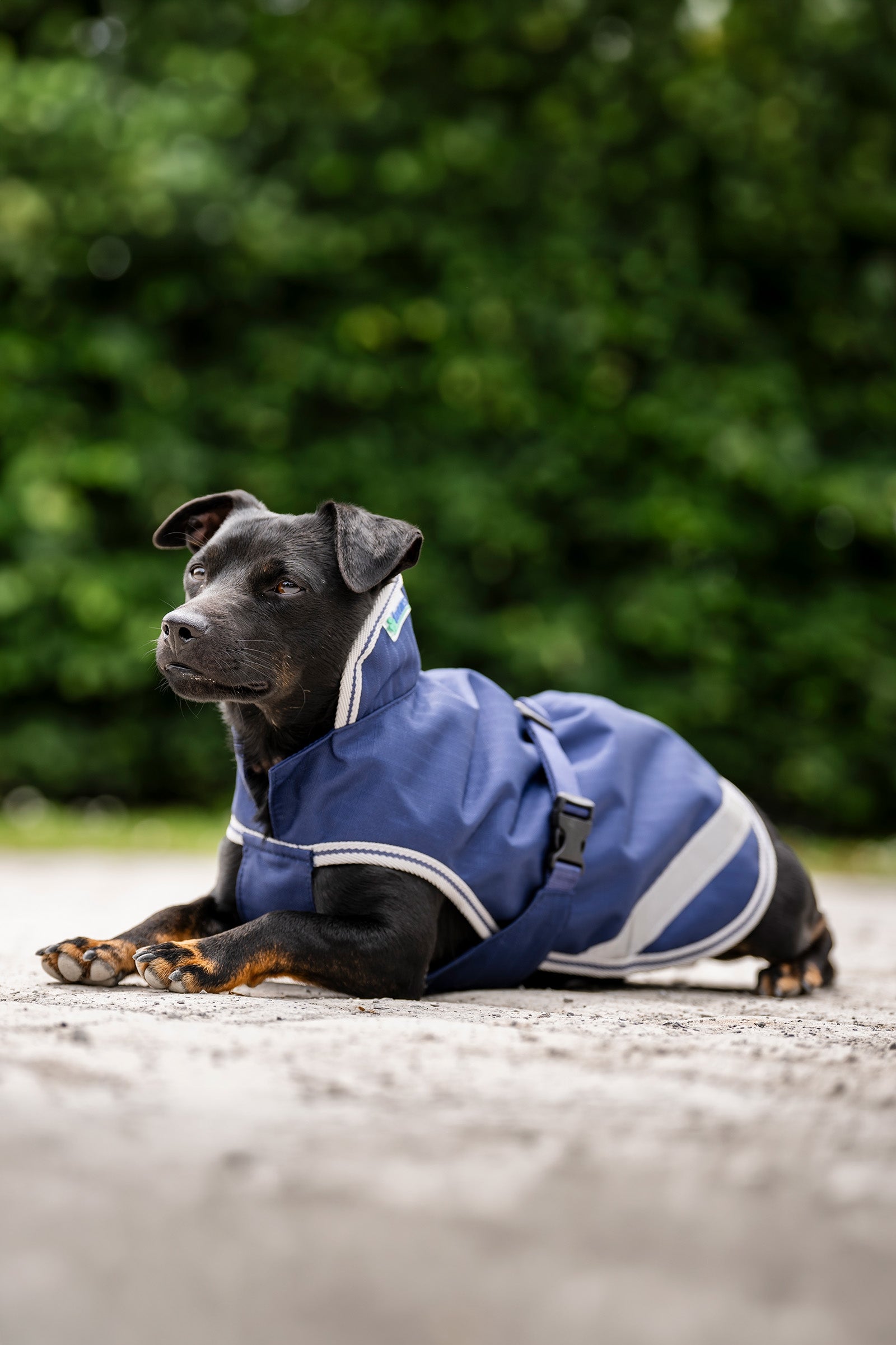 Bucas Freedom Dog Rug, 300g (50-75 cm) Dog Accesories