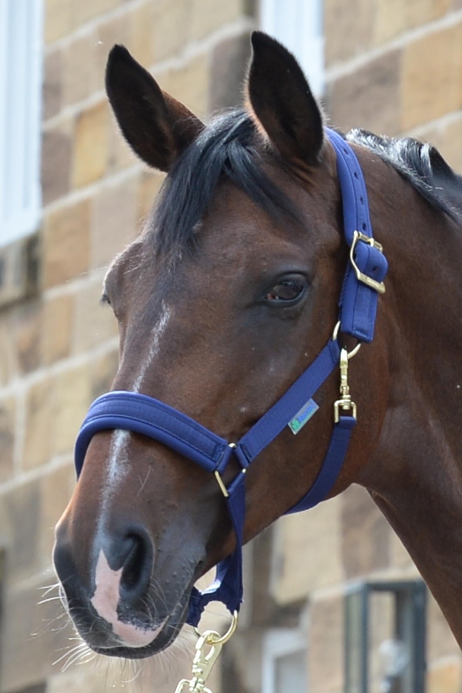 Bucas Comfort Halter Halters & Leads