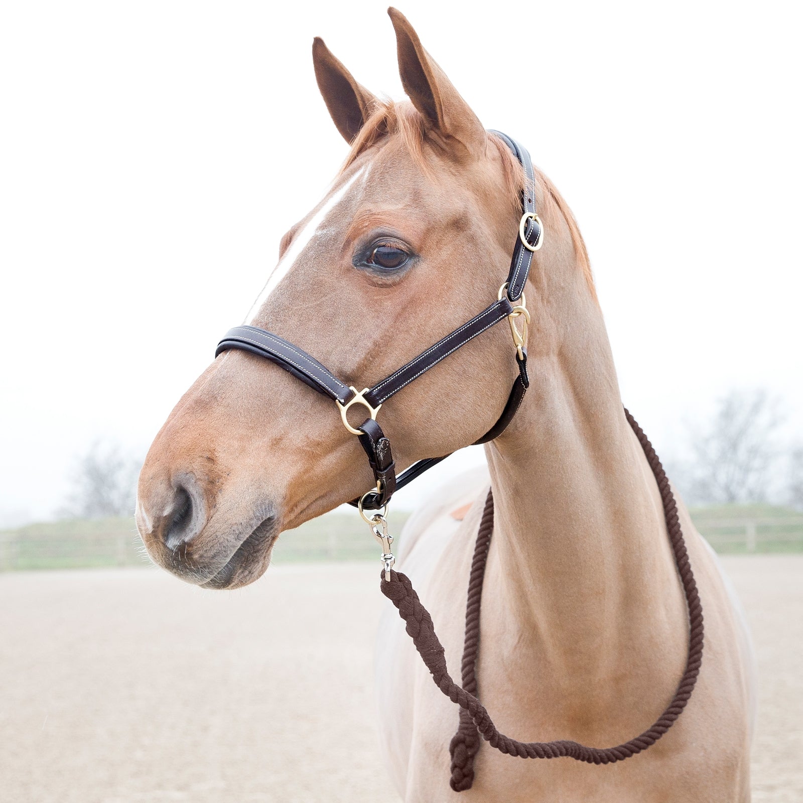 Horze Lead Rope Halters & Leads