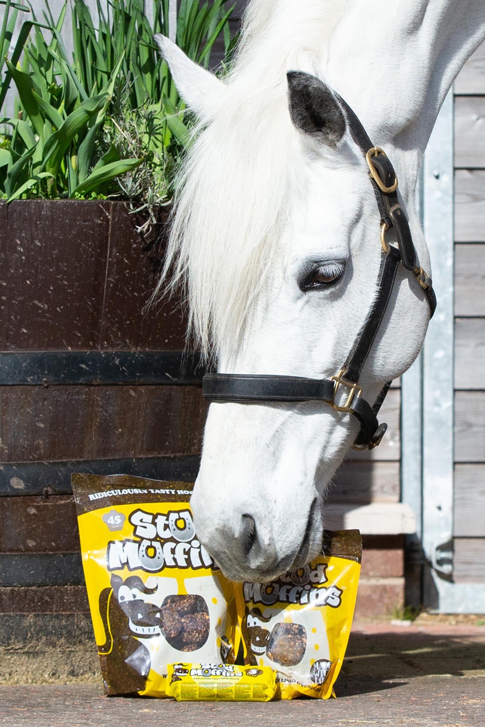 Own HZ items with no branding Waldhausen Stud Muffin 45 Pk Horse Feed & Nutrition