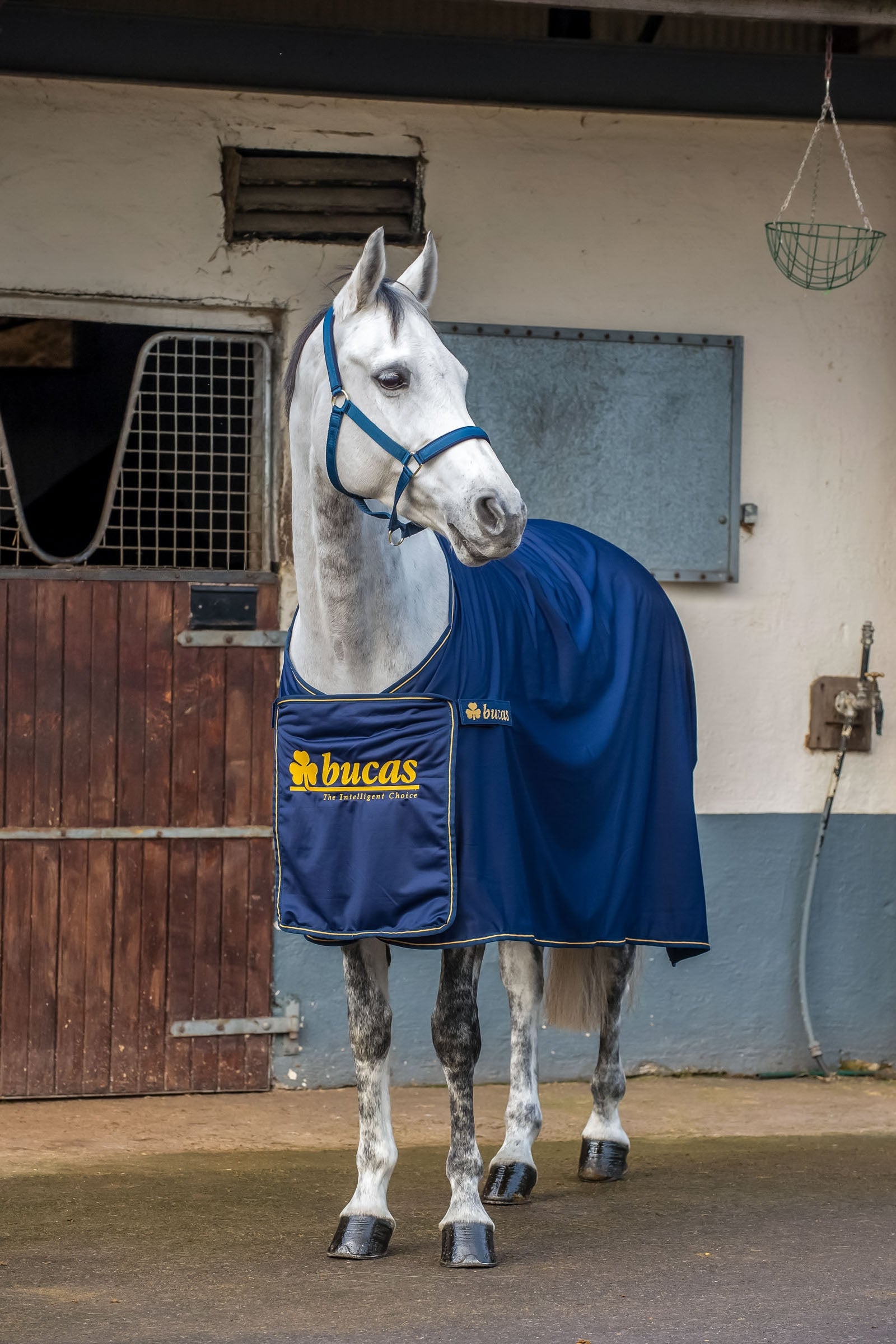 Bucas Panel Prize Cooler Horse Rugs