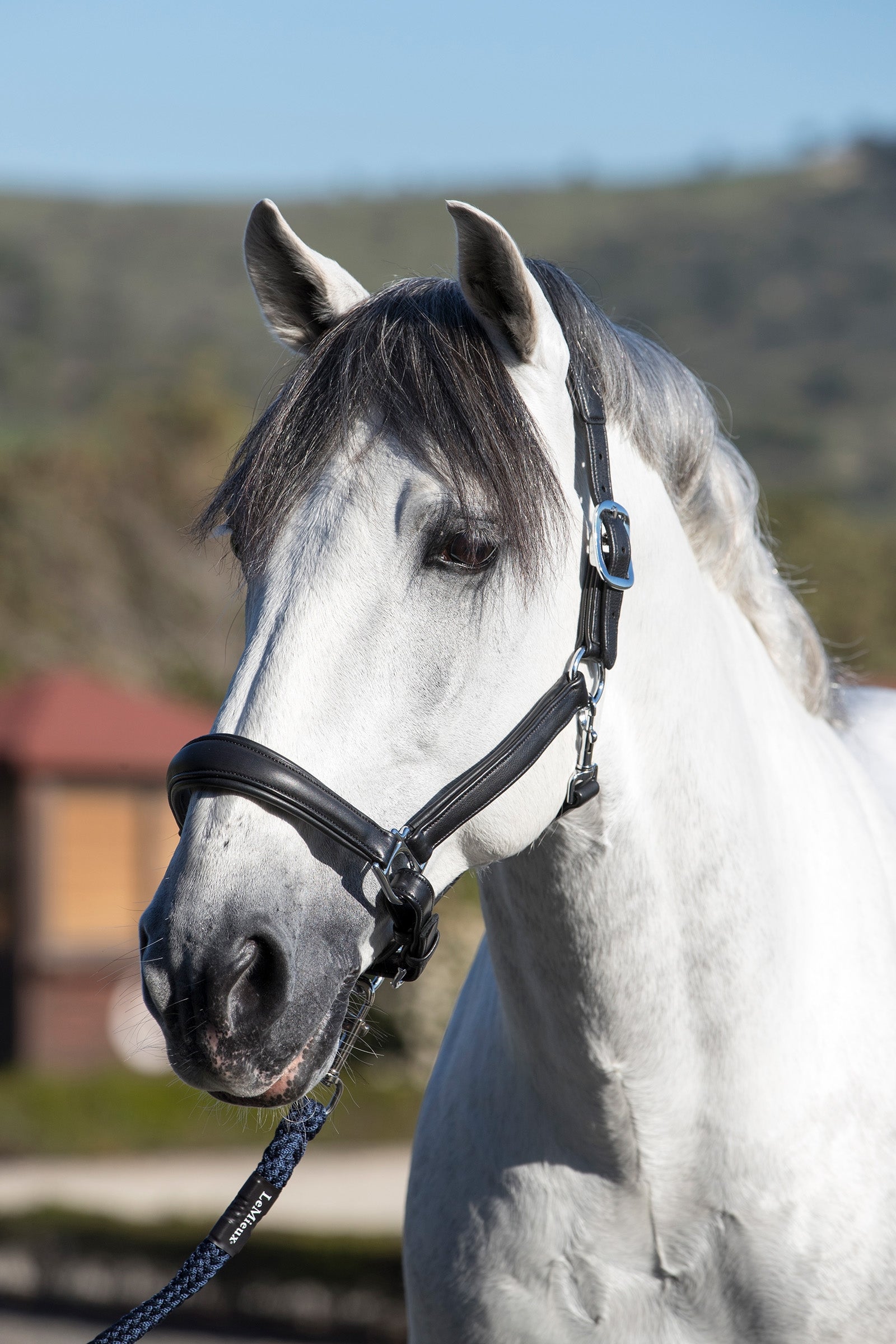 LeMieux Anatomic Leather Head Collar Halters & Leads