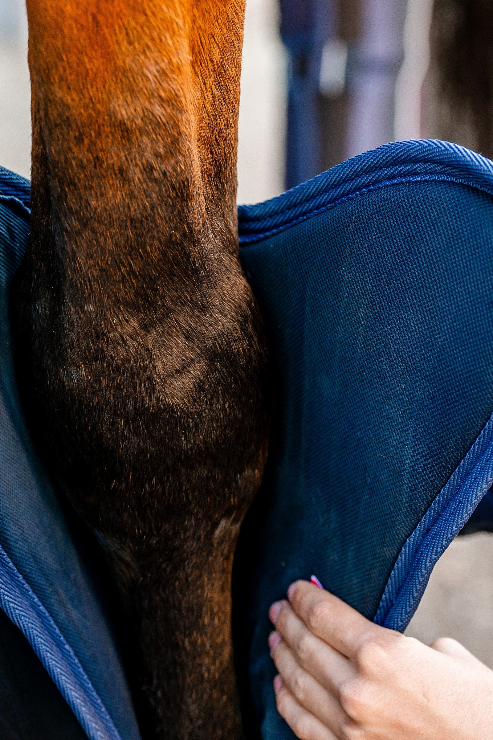 Horseware Signature Travel Boots Leg & Hoof Protection