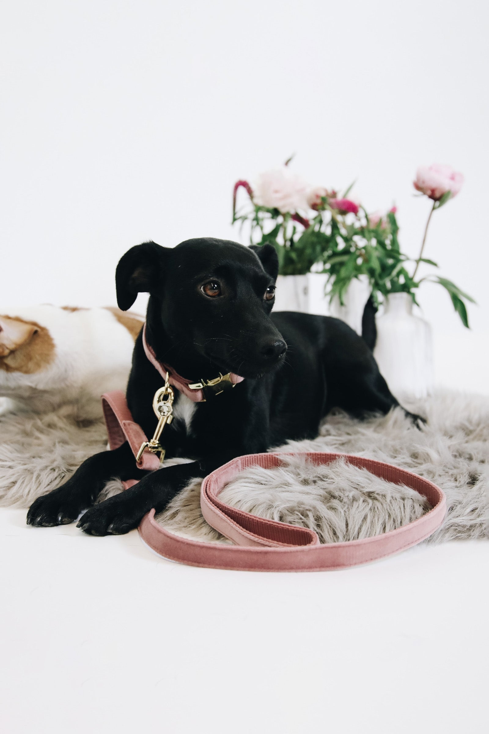 Kentucky Dogwear Dog Lead Velvet Dog Accesories