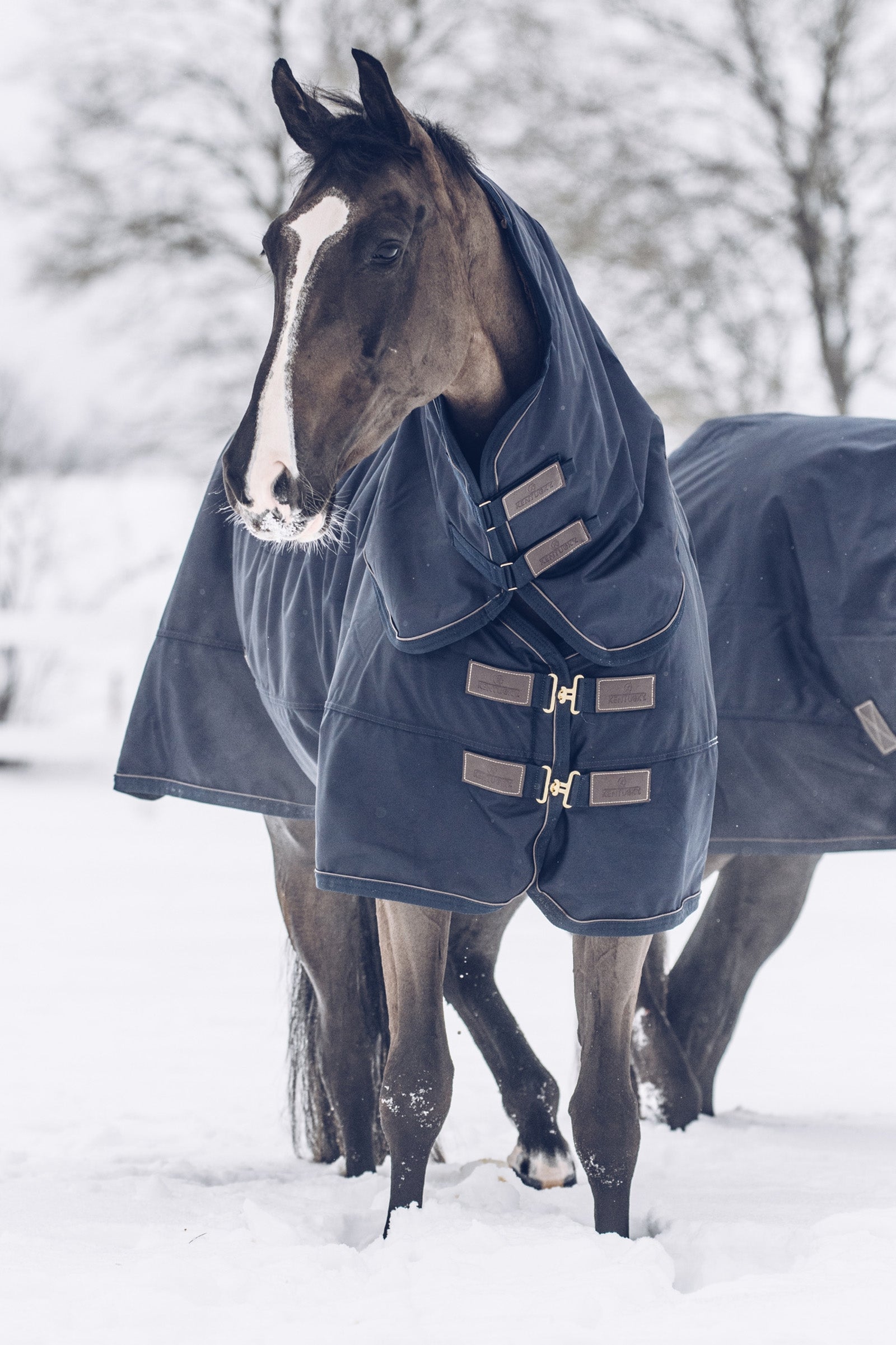 Kentucky Horsewear Turnout Rug All Weather Waterproof Classic, 300g Horse Rugs