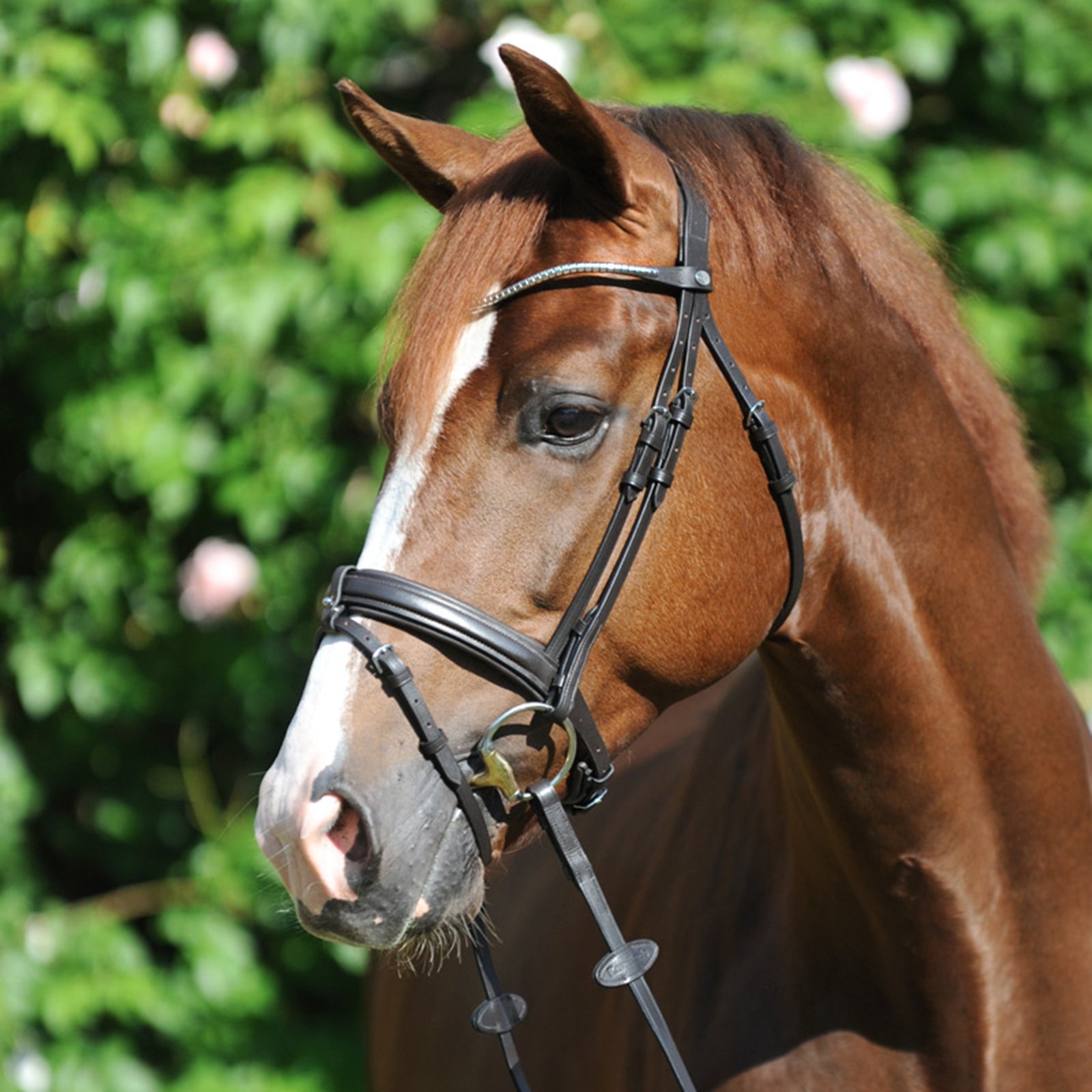 Kavalkade Clinchesse Bridle Bridles & Reins