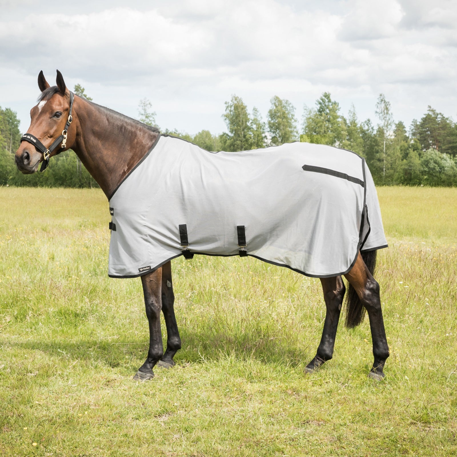 Back on Track Butzer Fly Rug with Hood Horse Rugs