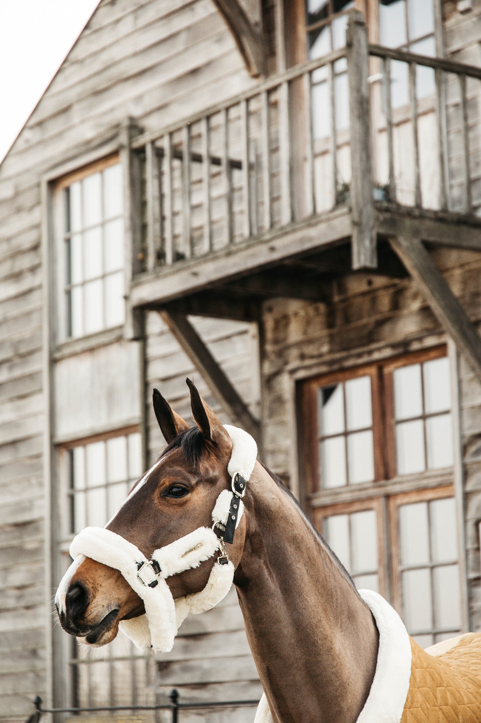 Kentucky Horsewear Velvet Show Rug, 160g Horse Rugs