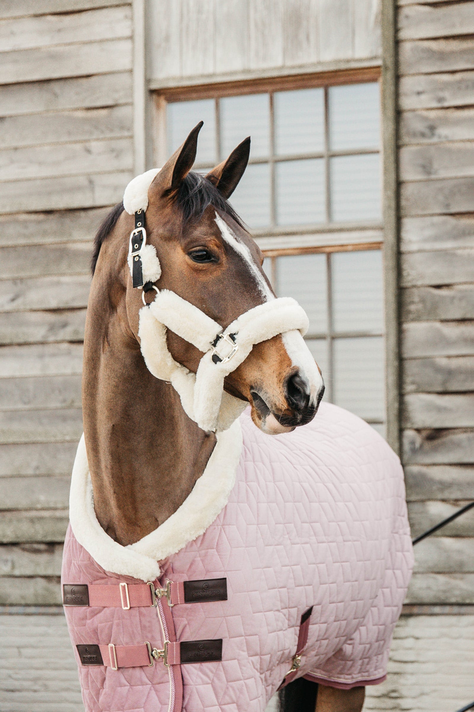 Kentucky Horsewear Velvet Show Rug, 160g Horse Rugs