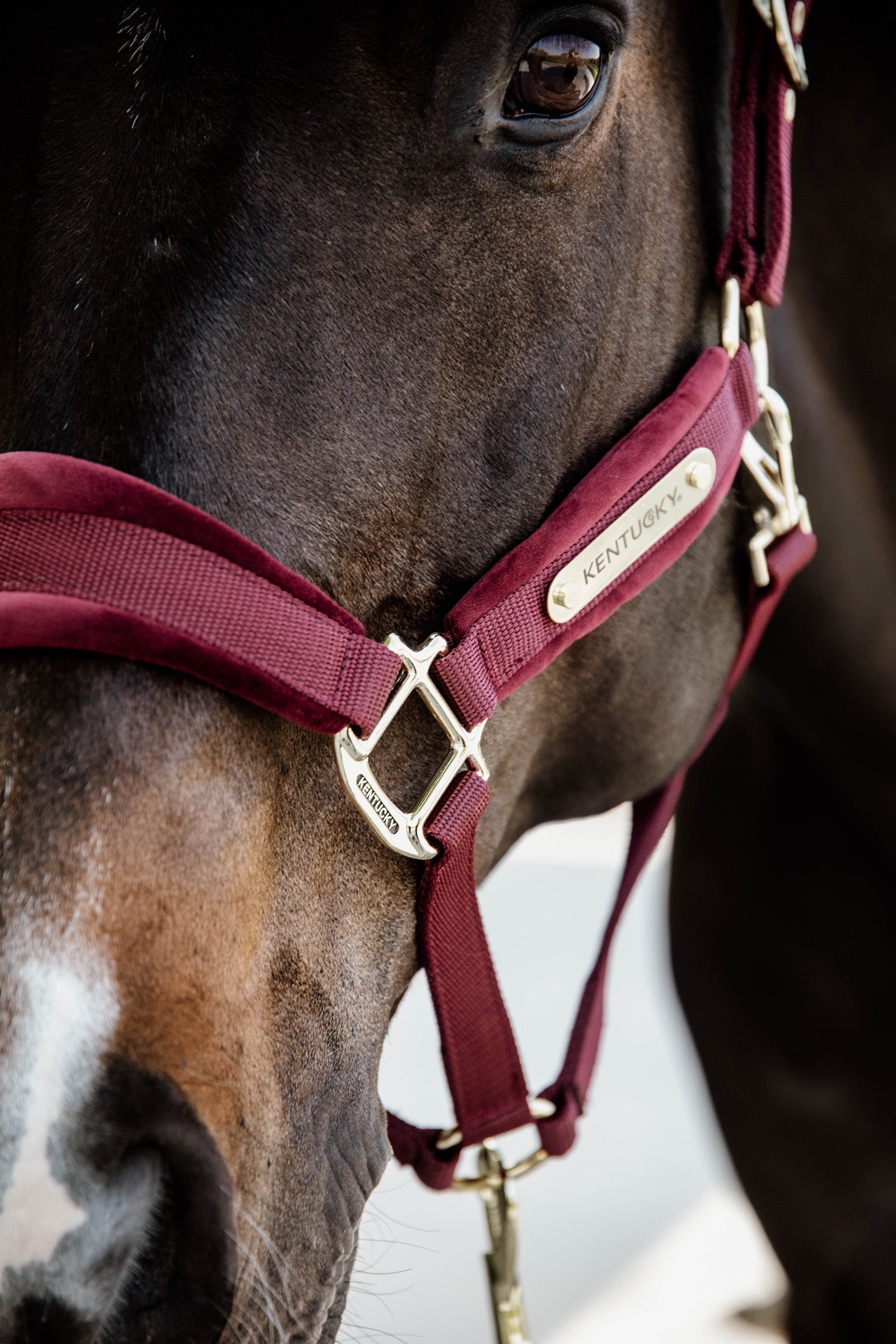 Kentucky Horsewear Velvet Halter Halters & Leads