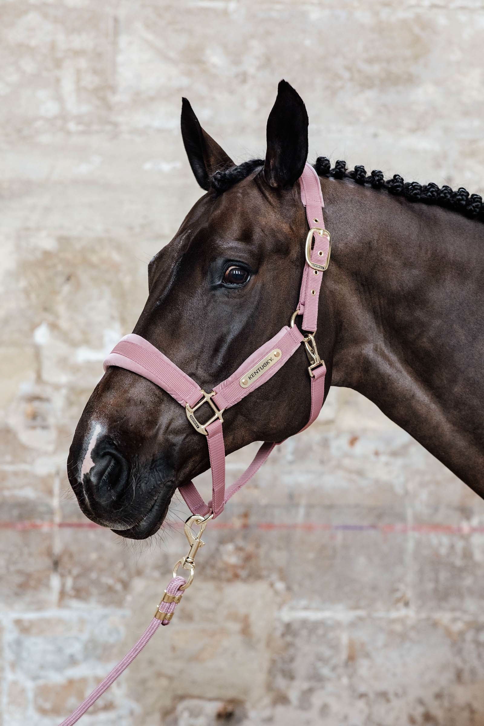 Kentucky Horsewear Velvet Halter Halters & Leads