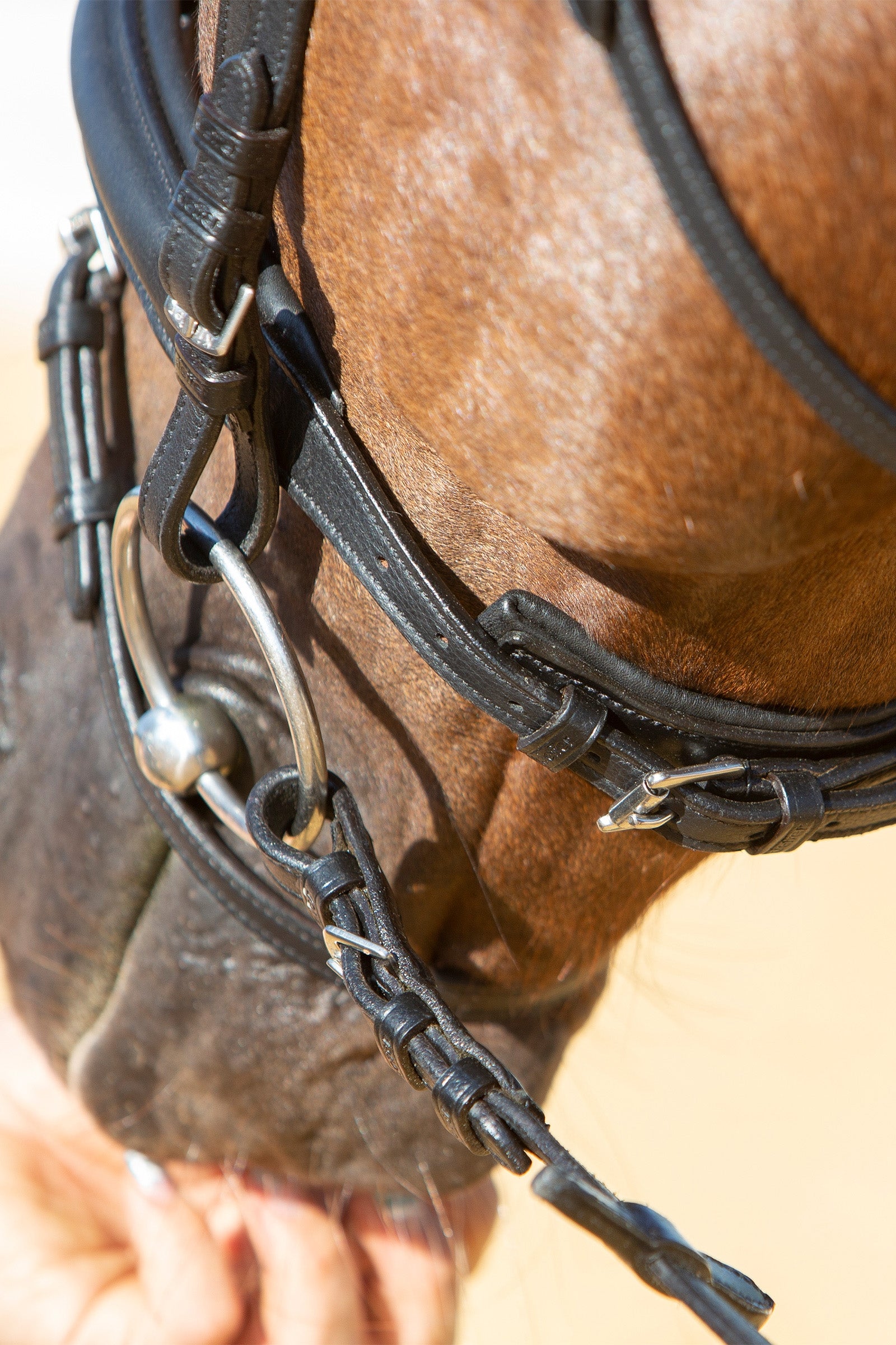 Kieffer Ultrasoft® Economy II Bridle Bridles & Reins