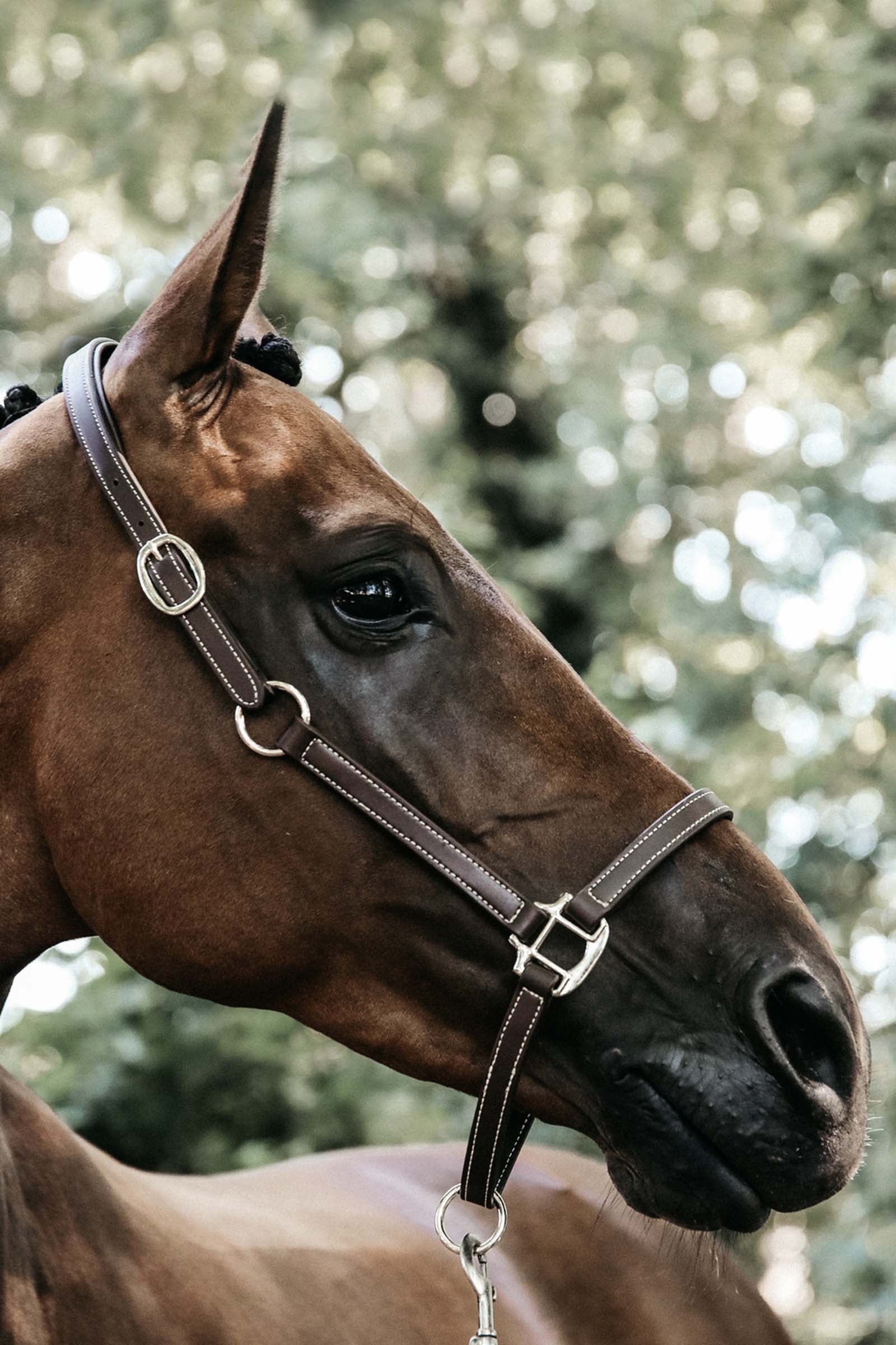 Kentucky Horsewear Neck Strap For Flexible Faux Leather Halter Halters & Leads