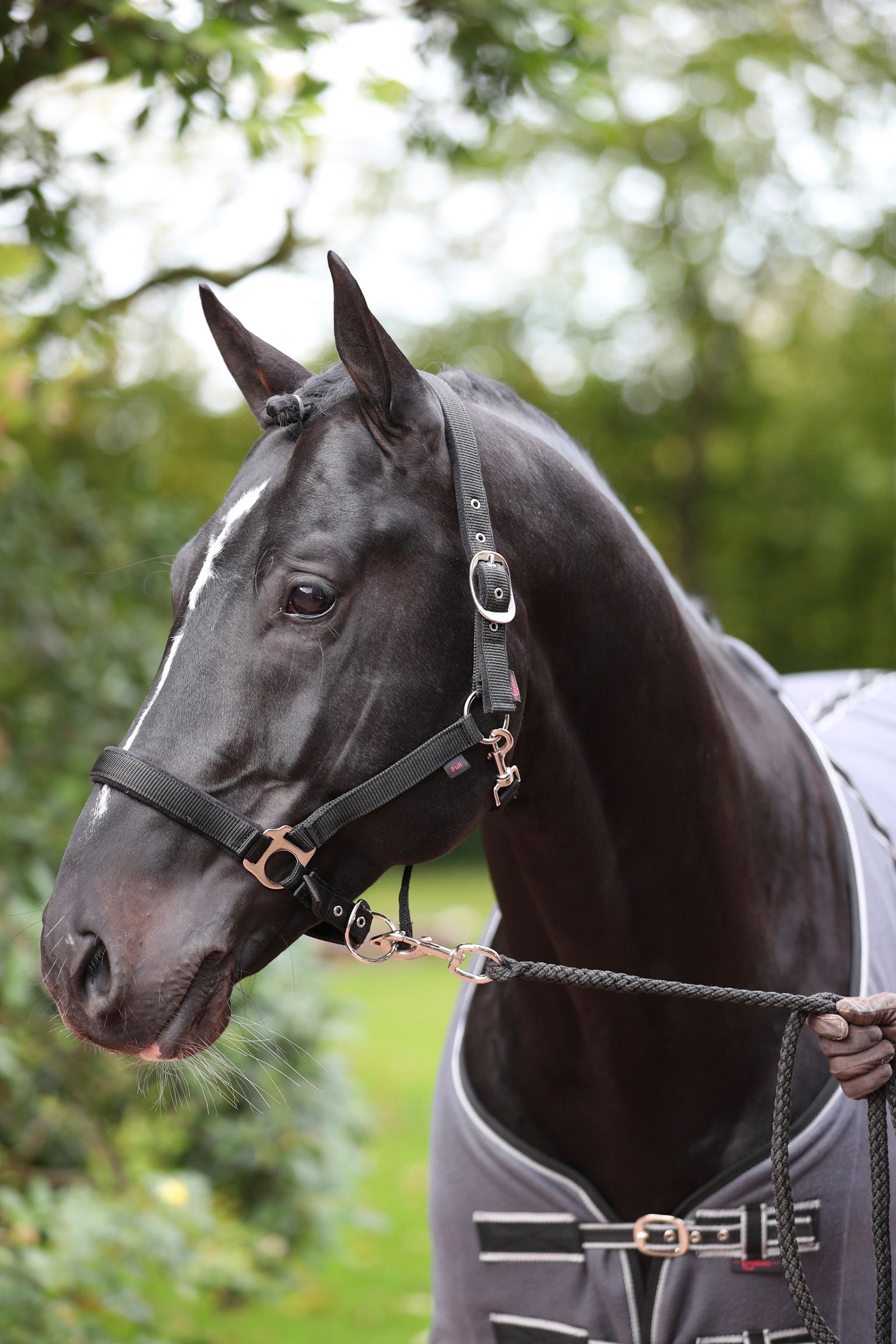 Covalliero Dexter Halter with Fleece Underlay Halters & Leads