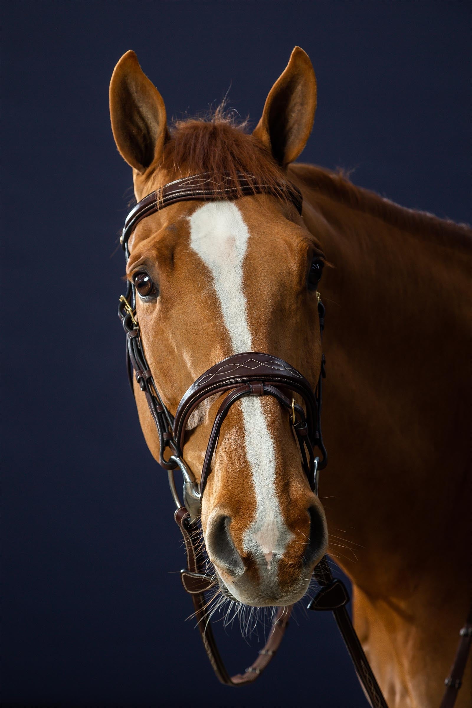 Dy'on D Collection Anatomical Bridle With Flash Noseband Bridles & Reins