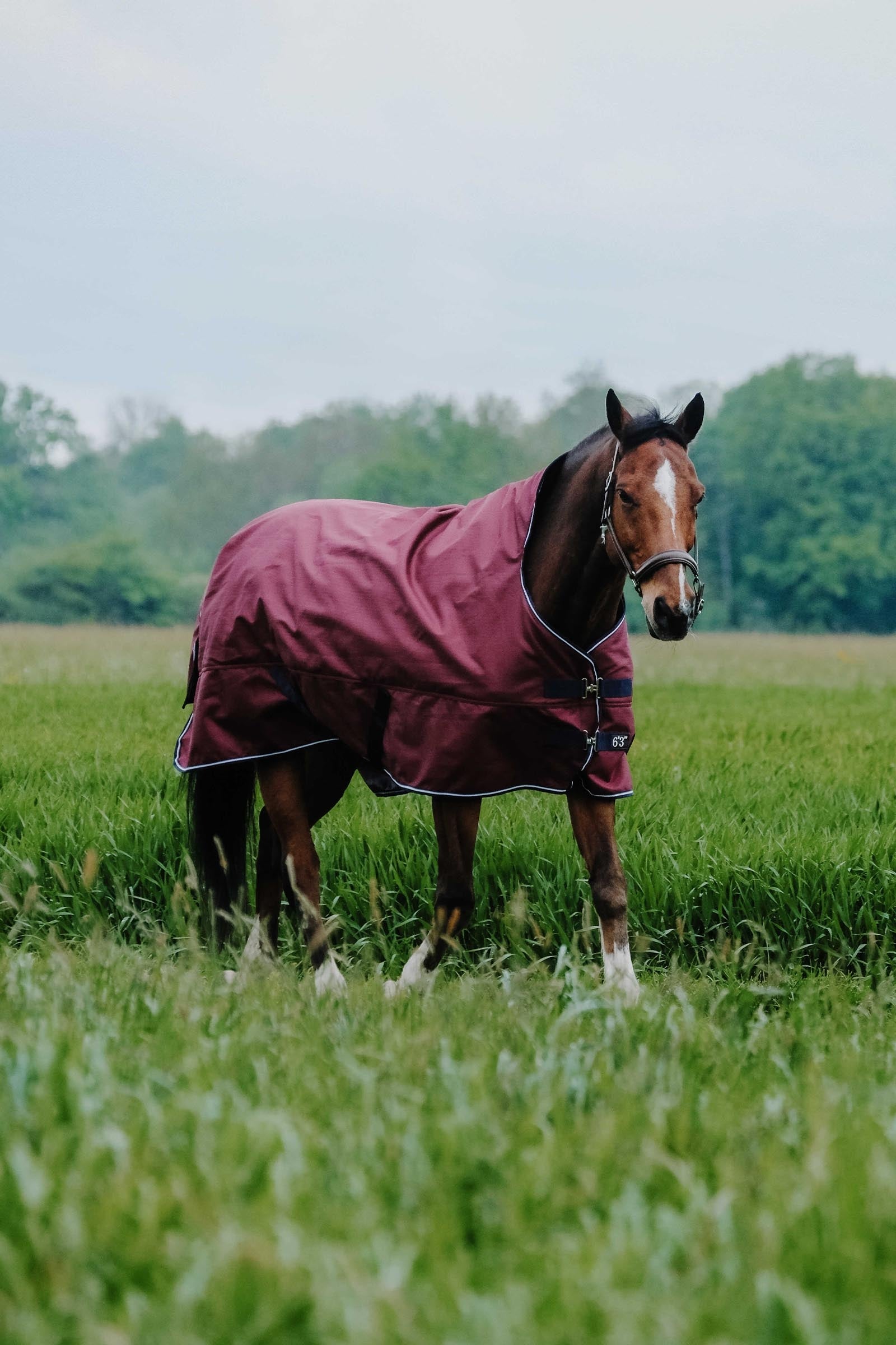 EQUITHÈME TYREX 1200D High Neck Rug, 50 g Horse Rugs