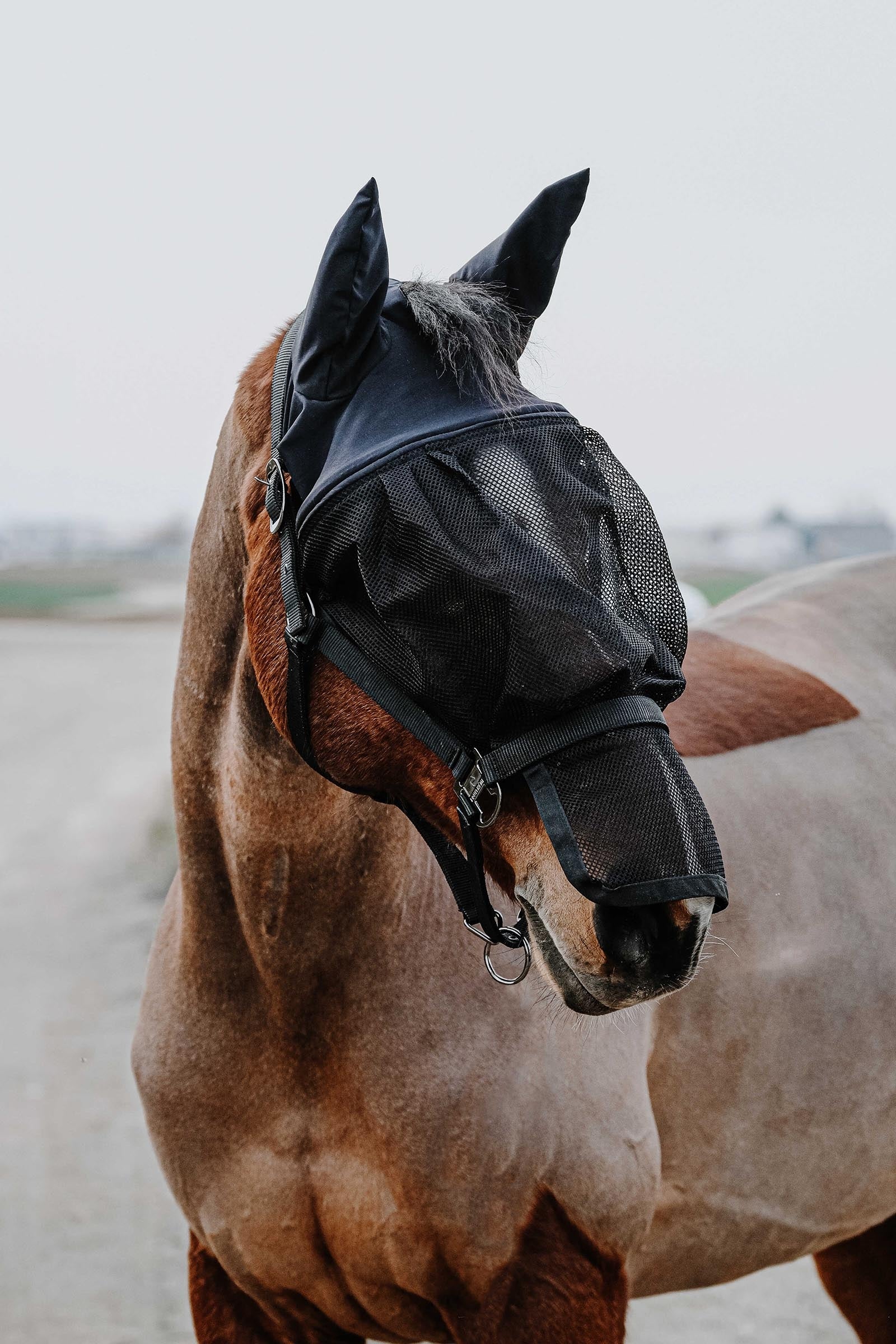 EQUITHÈME Halter + Mask Antifly Protection for Horses