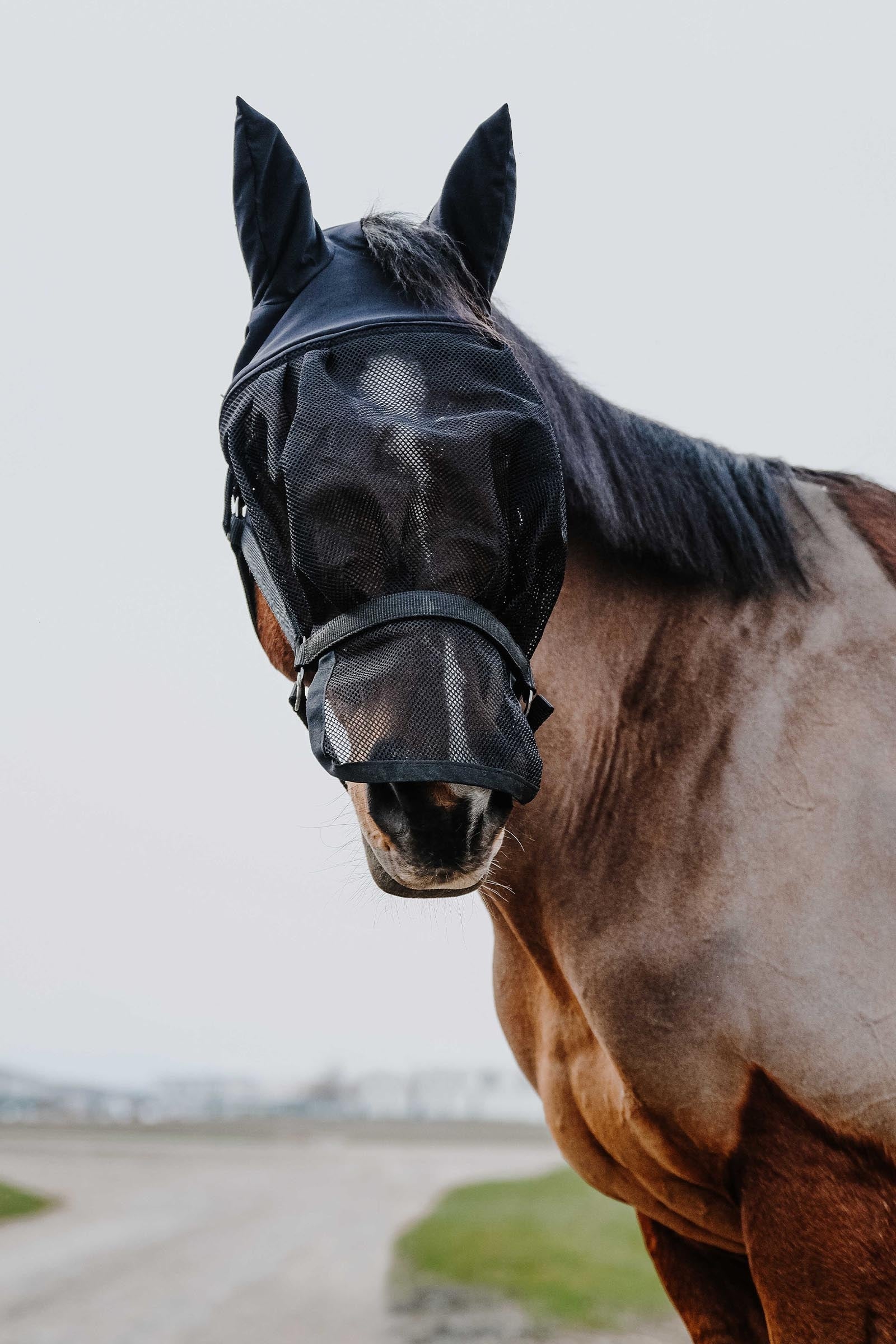 EQUITHÈME Halter + Mask Antifly Protection for Horses