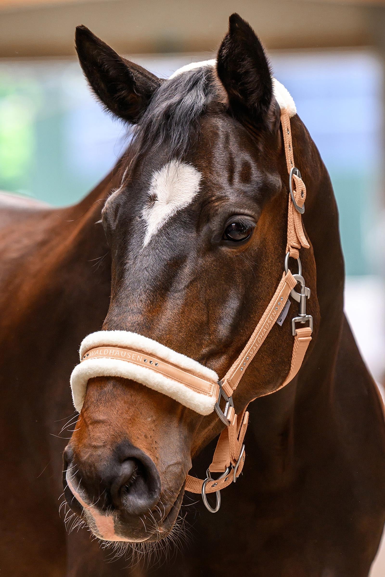 Waldhausen Elegant Halter Halters & Leads