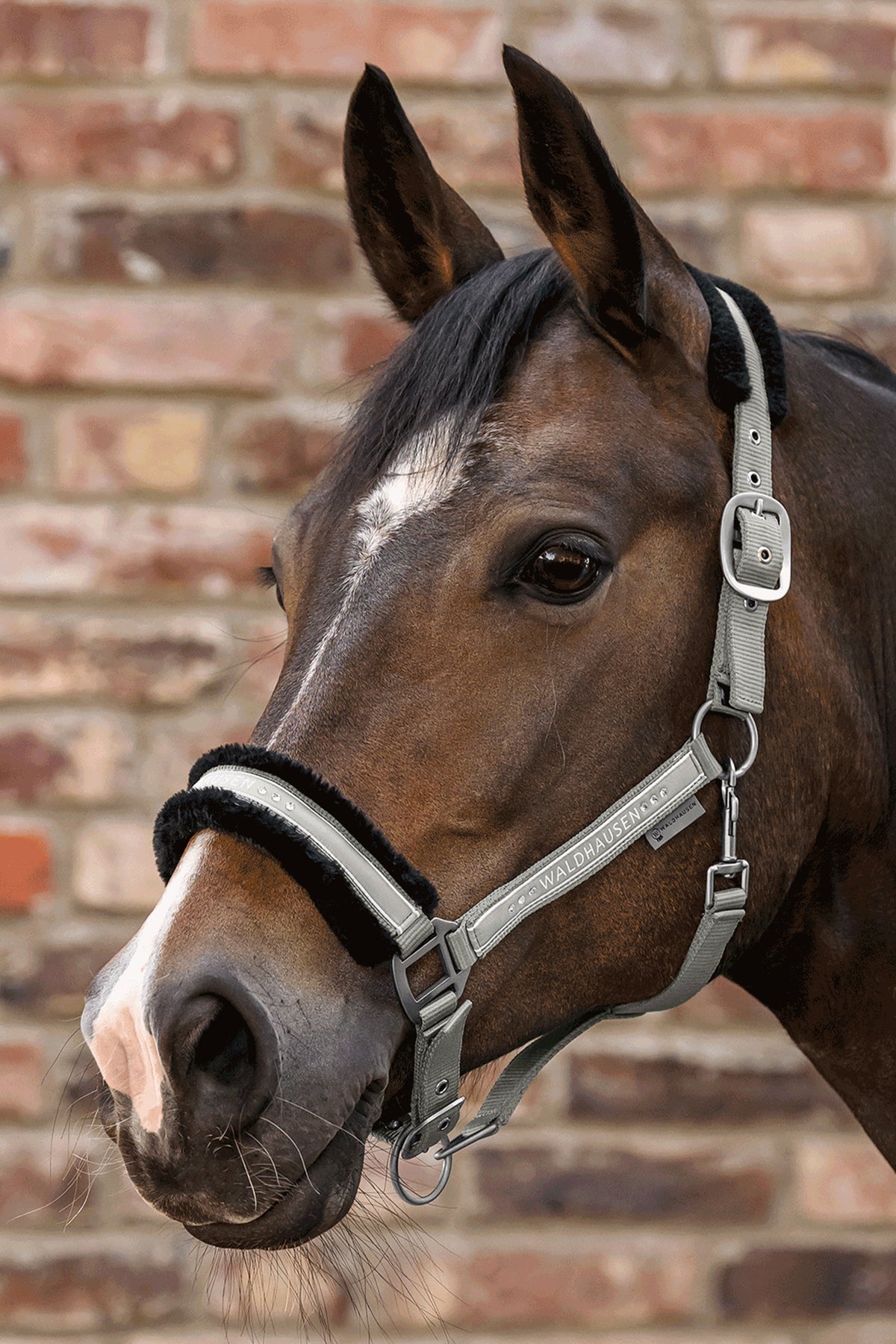 Waldhausen Elegant Halter Halters & Leads