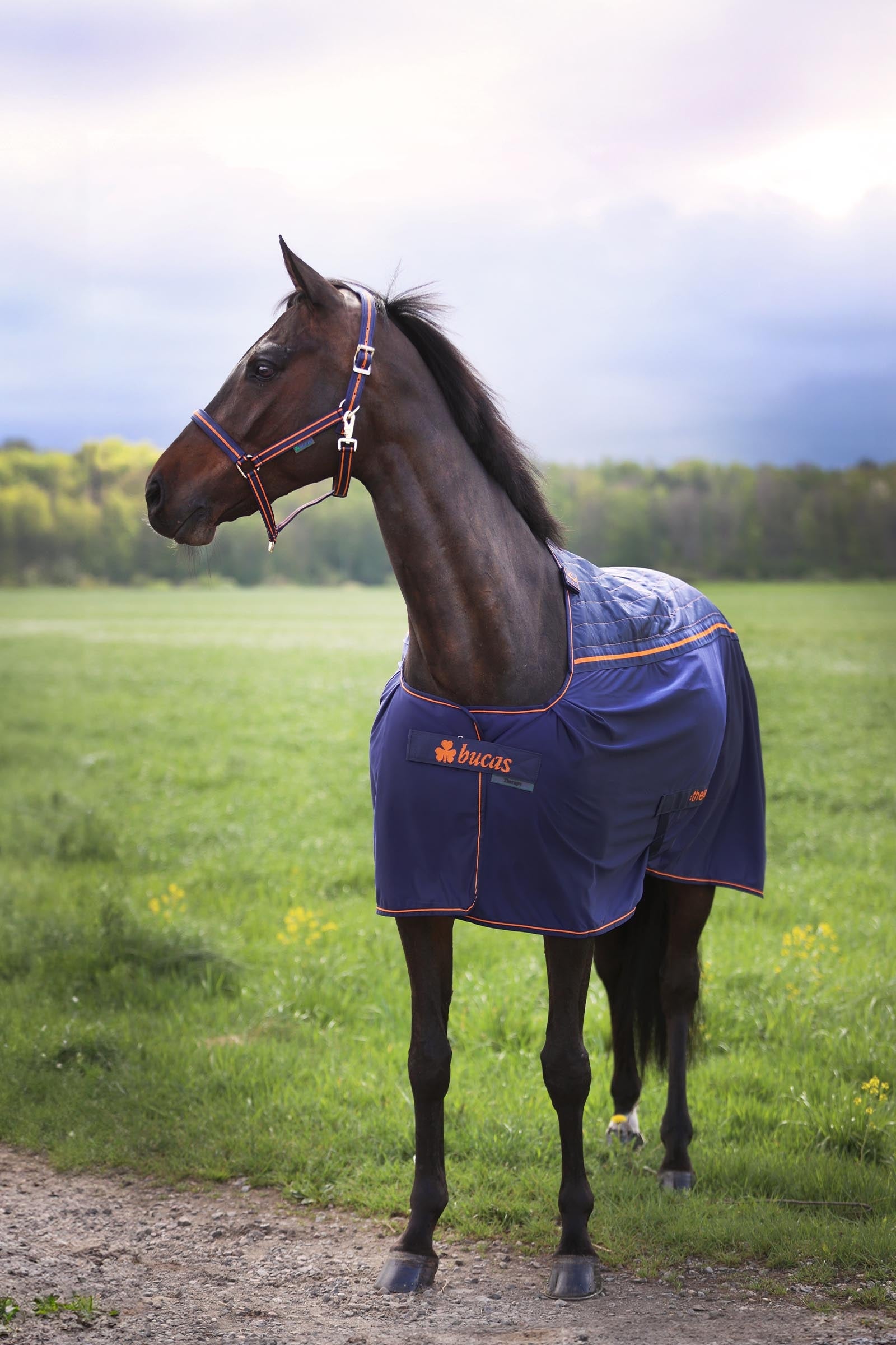 Bucas Therapy Cooler Rug, 0 g Horse Rugs