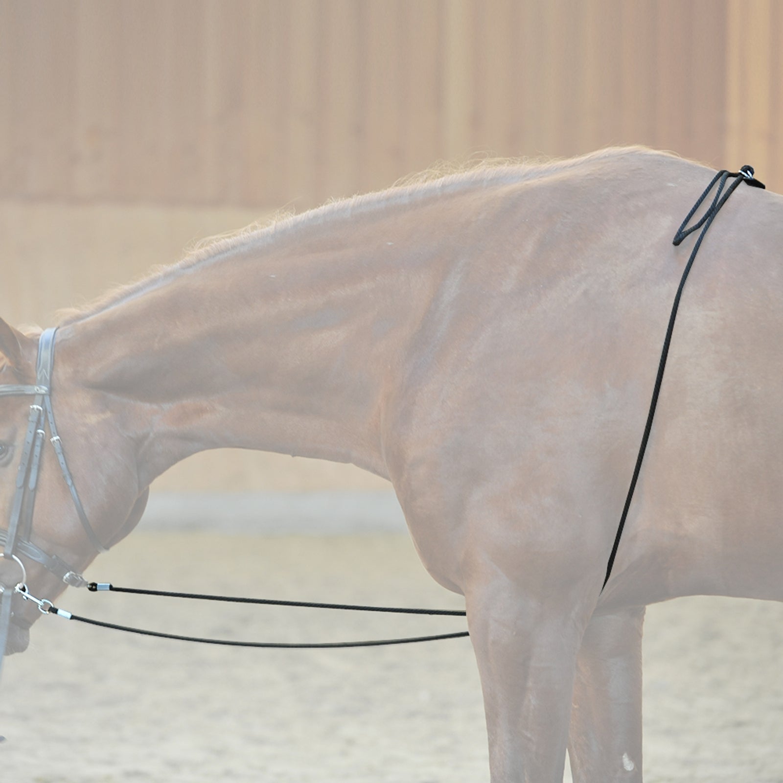 Kavalkade HO lungeing aid Horse Training