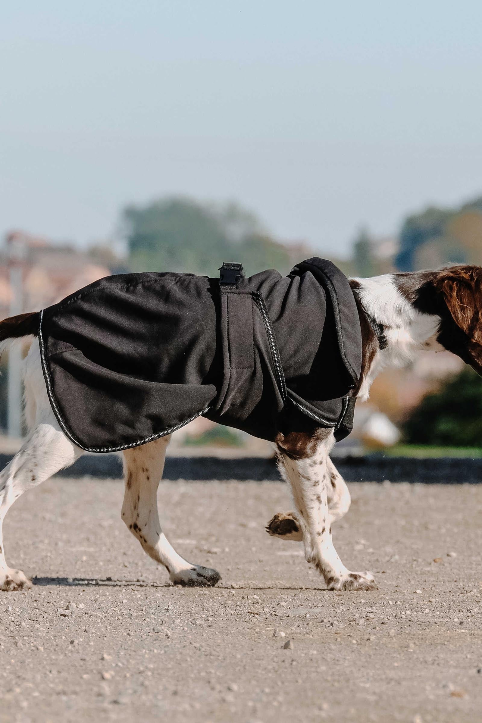 EQUITHÈME Softshell Dog Rug Dog Accesories