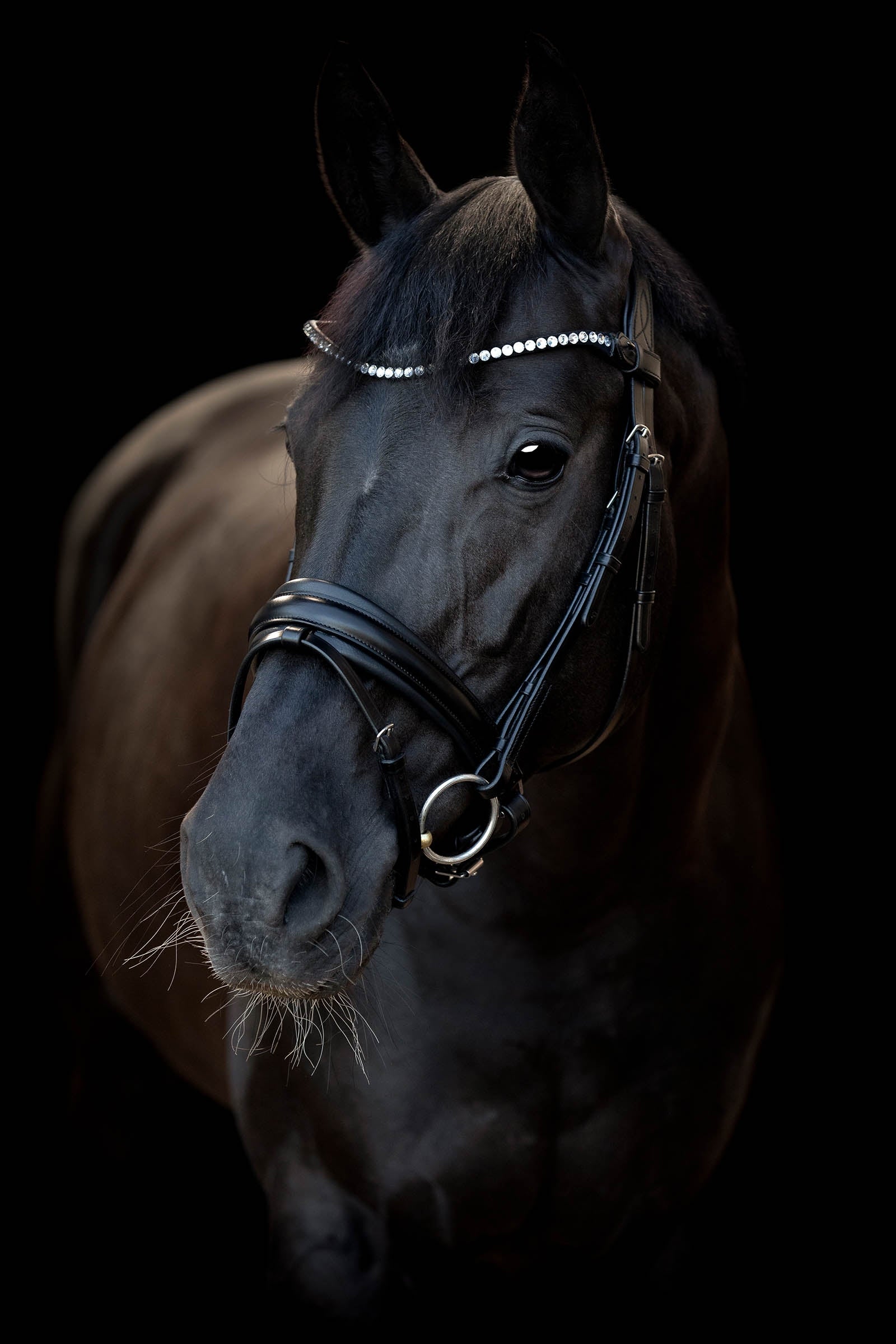 Catago CATAGO Tori Bridle Bridles & Reins