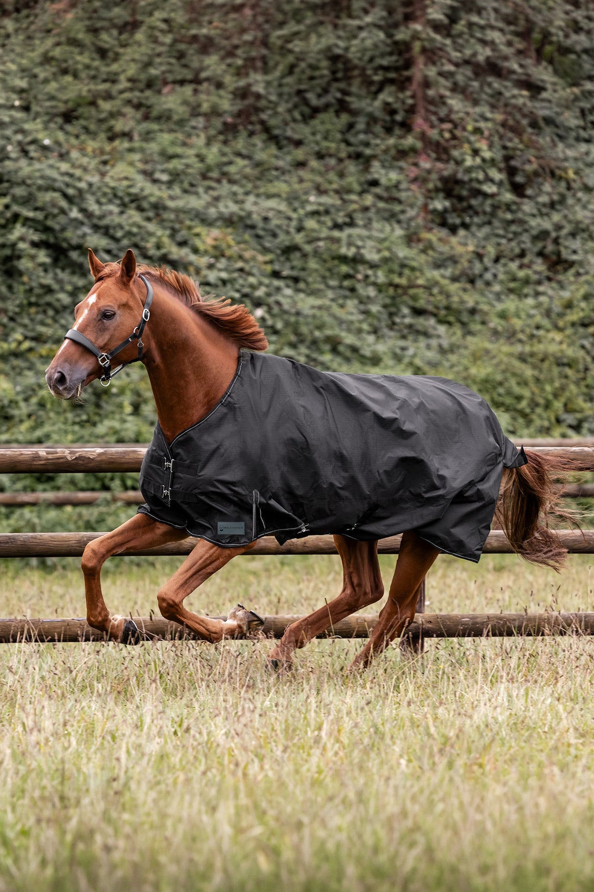 Waldhausen NORDIC 600D Outdoor Rug, 100 g Horse Rugs