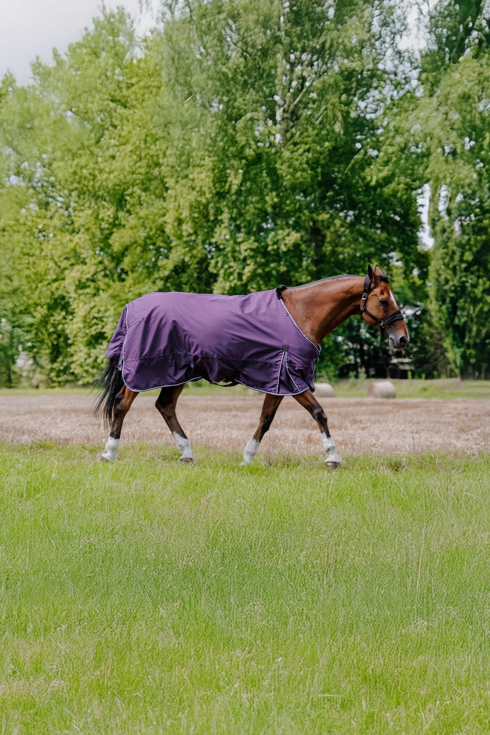 EQUITHÈME TYREX Aisance 600D Turnout Rug, 300 g Horse Rugs