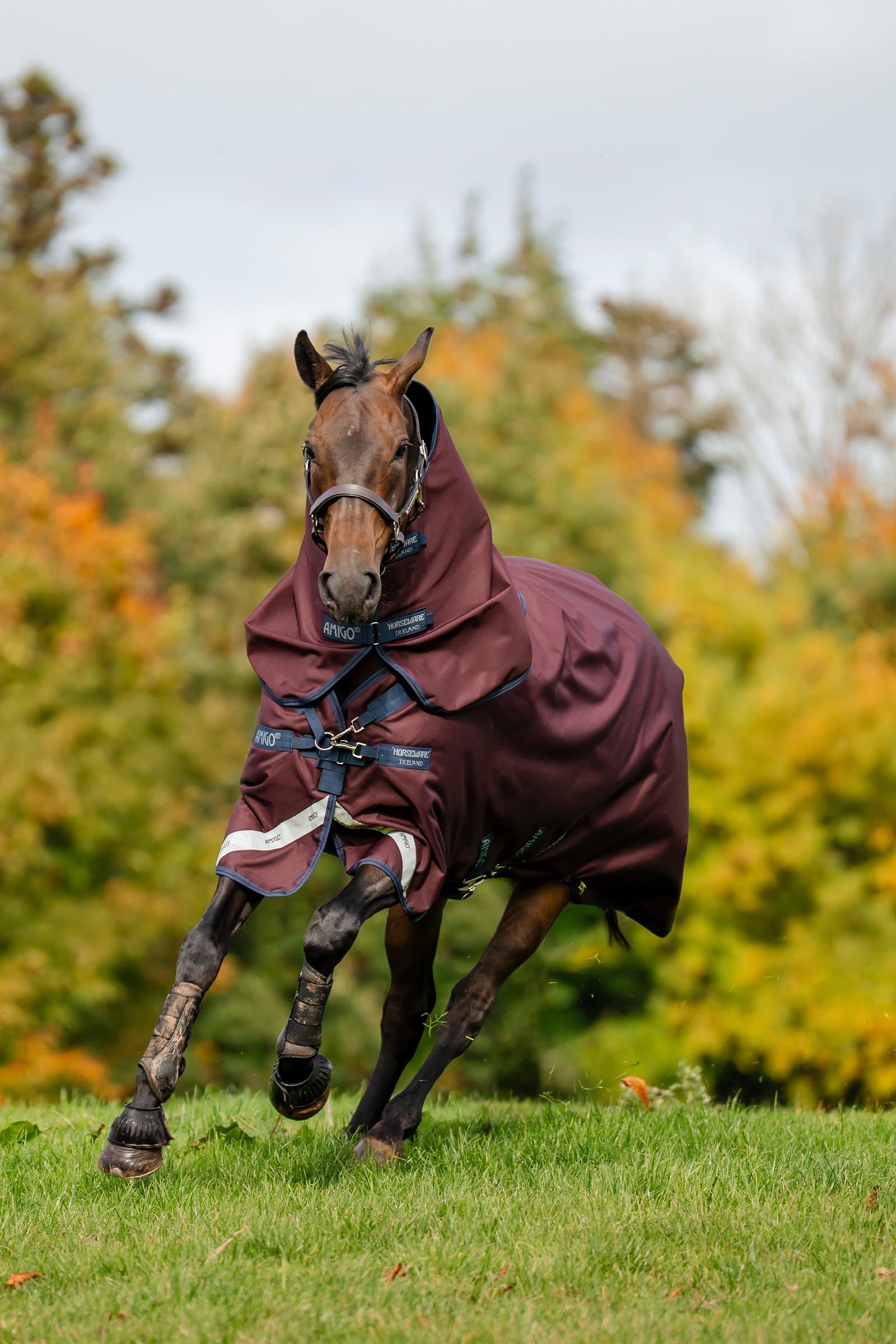 Horseware Amigo Bravo 12 Plus Turnout Rug With Detachable Neck, 0g Horse Rugs