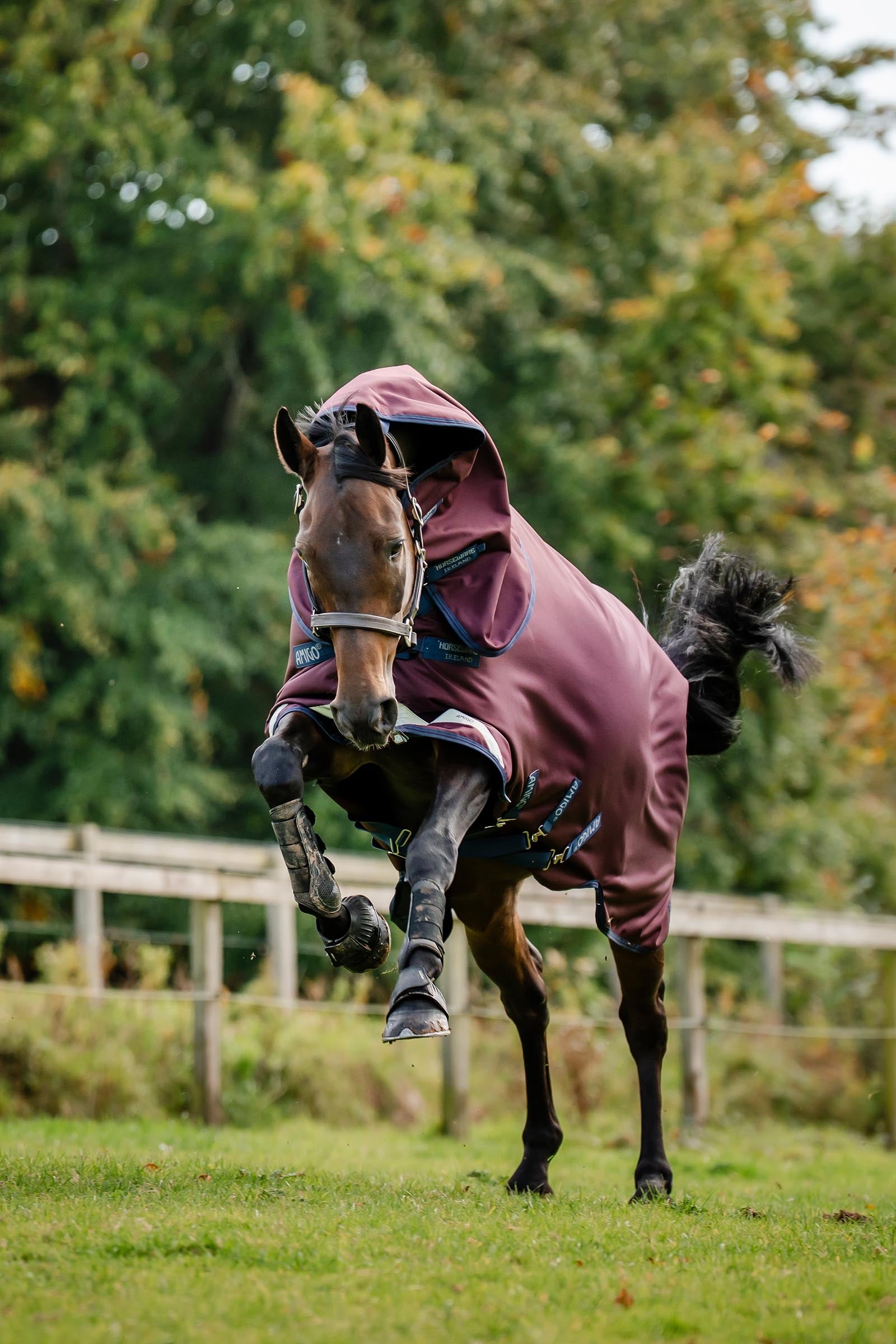 Horseware Amigo Bravo 12 Plus Turnout Rug With Detachable Neck, 0g Horse Rugs