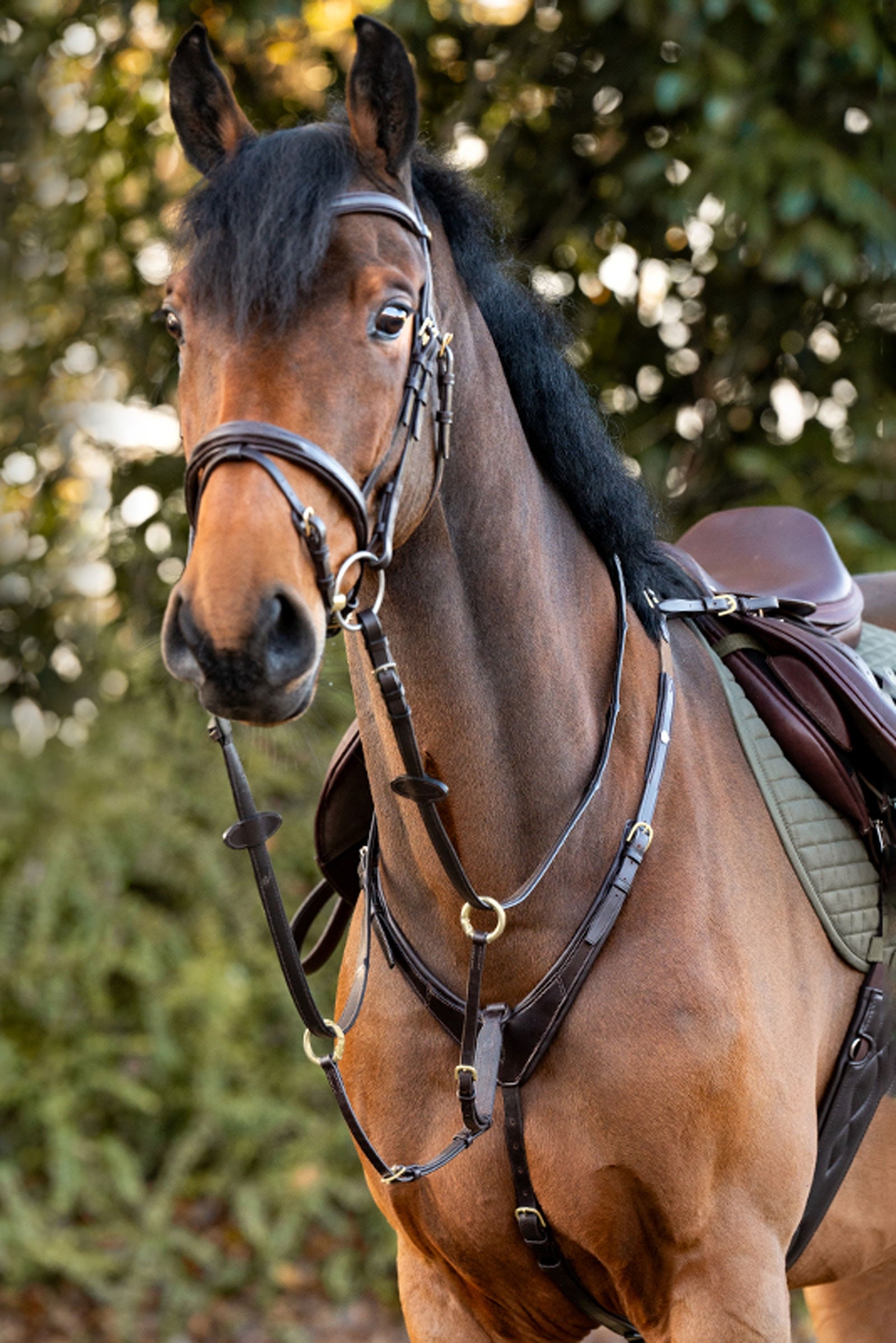 Kavalkade Jerome 2-Point Breastplate Bridles & Reins
