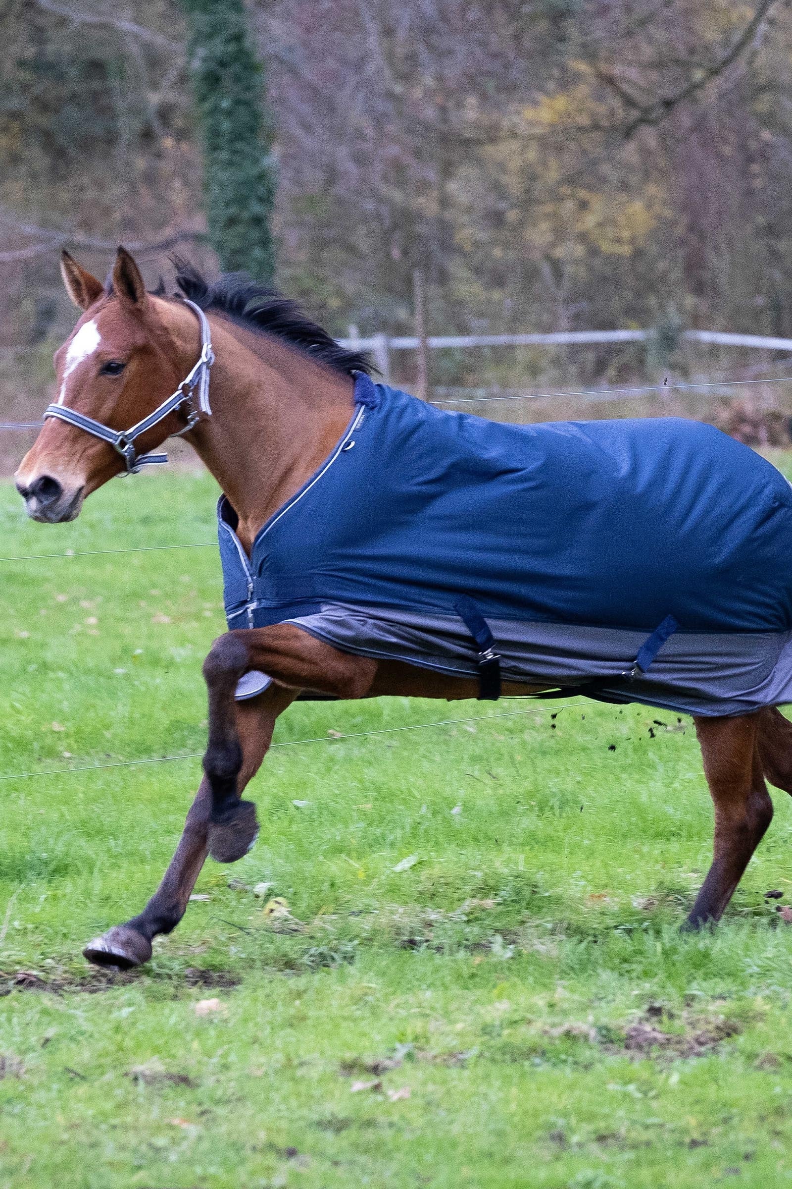 EQUITHÈME TYREX 600D Turnout Rug, 150g Horse Rugs