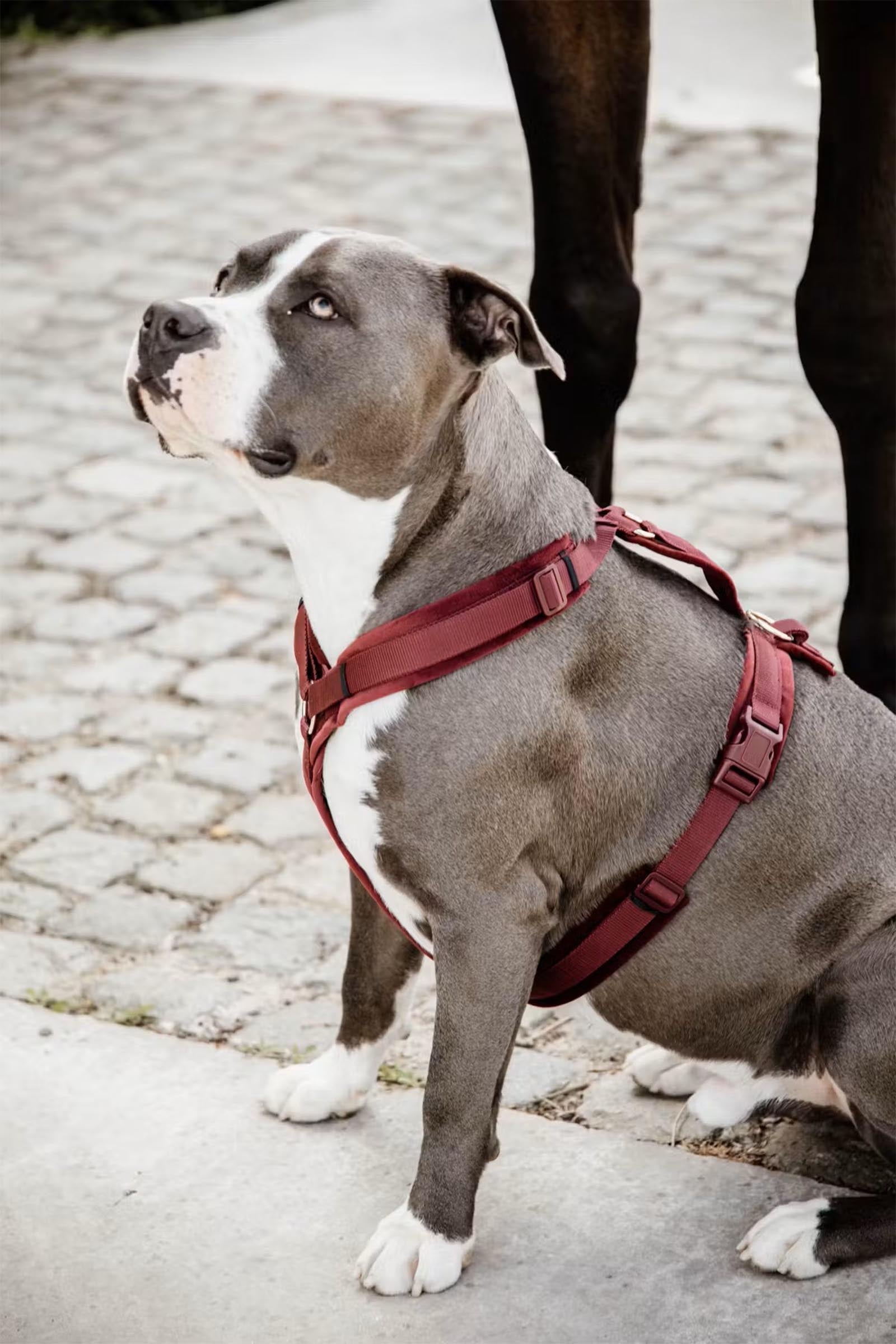 Kentucky Dogwear Active Velvet Dog Harness Dog Accesories