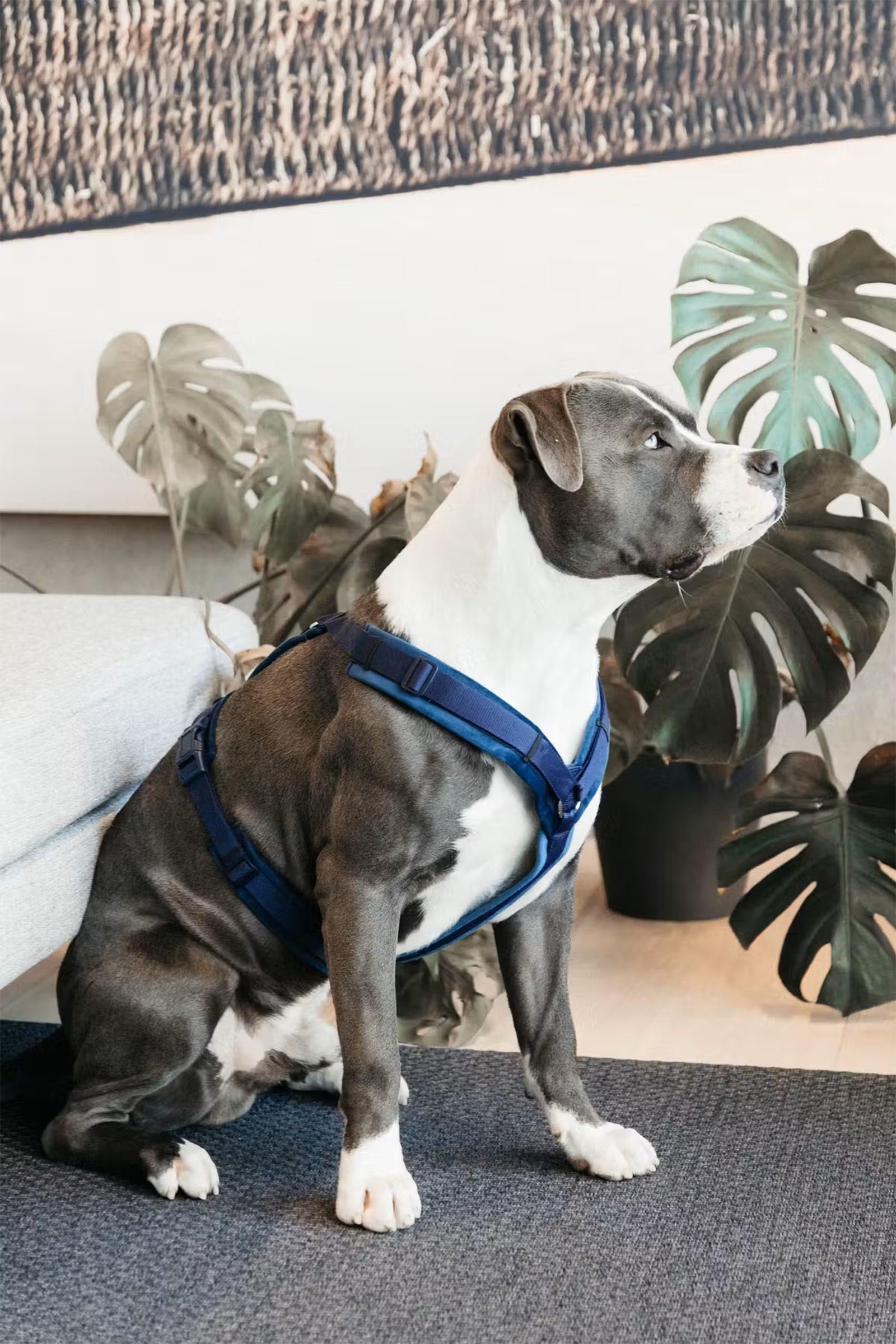 Kentucky Dogwear Active Velvet Dog Harness Dog Accesories