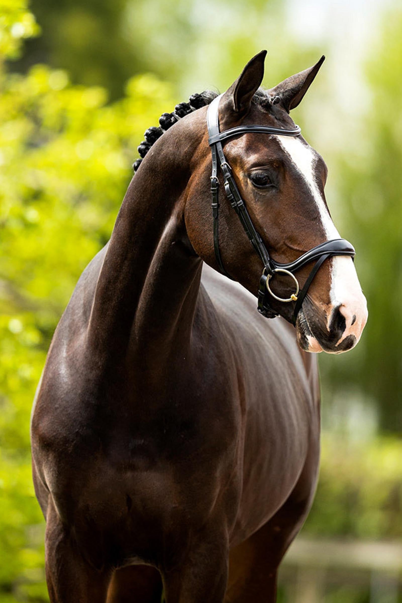 BR Longridge Bridle Bridles & Reins