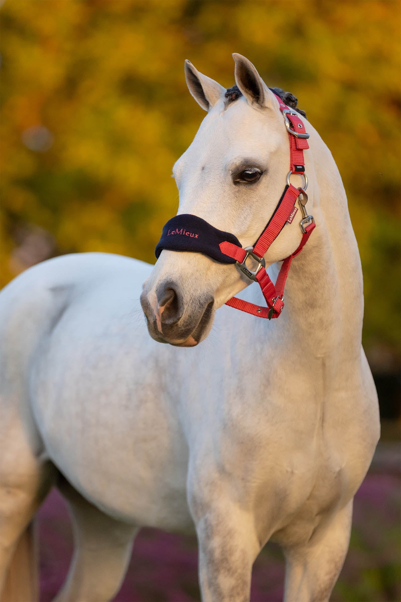 LeMieux Vogue Headcollar & Lead Rope Set Halters & Leads