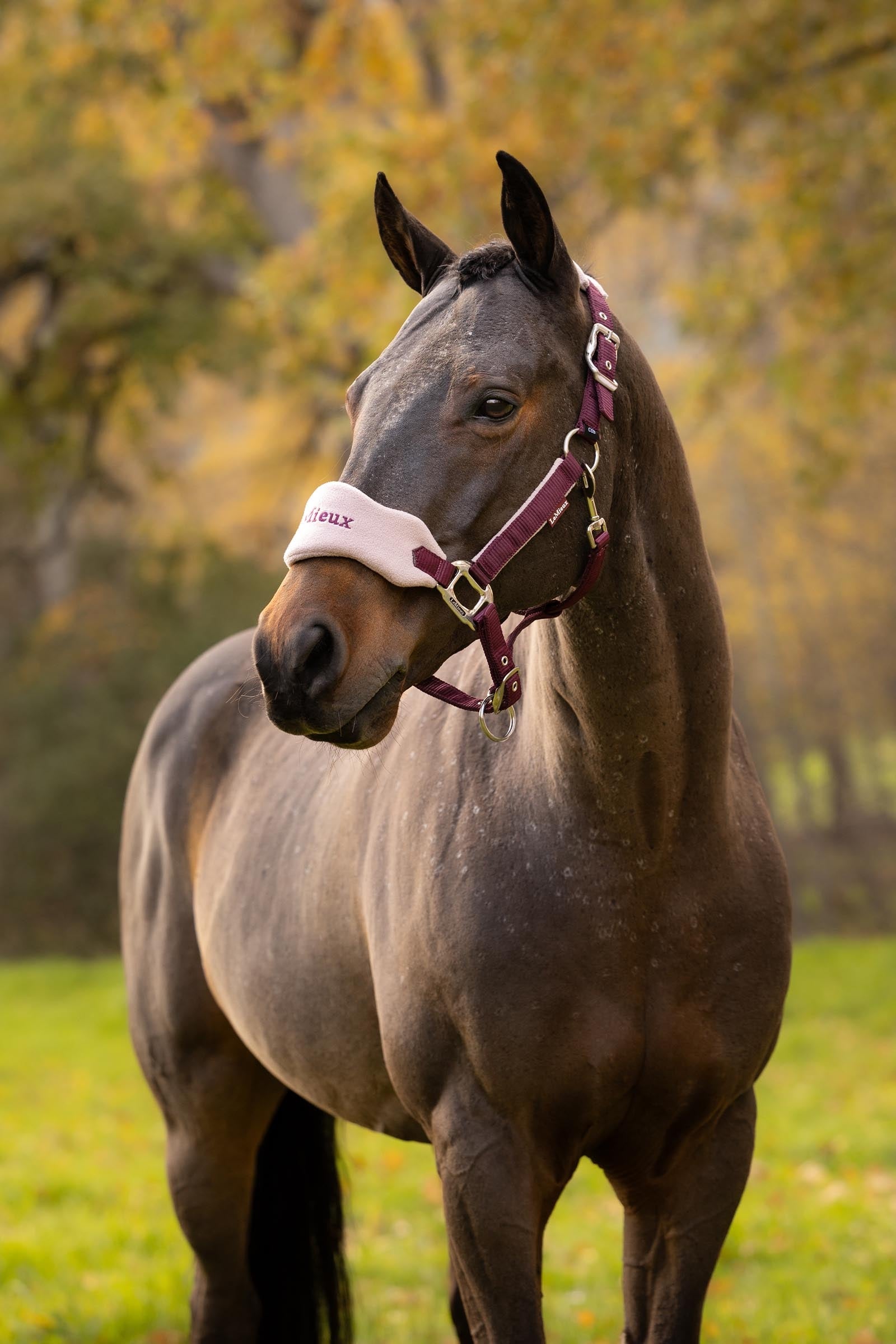 LeMieux Vogue Headcollar & Lead Rope Set Halters & Leads