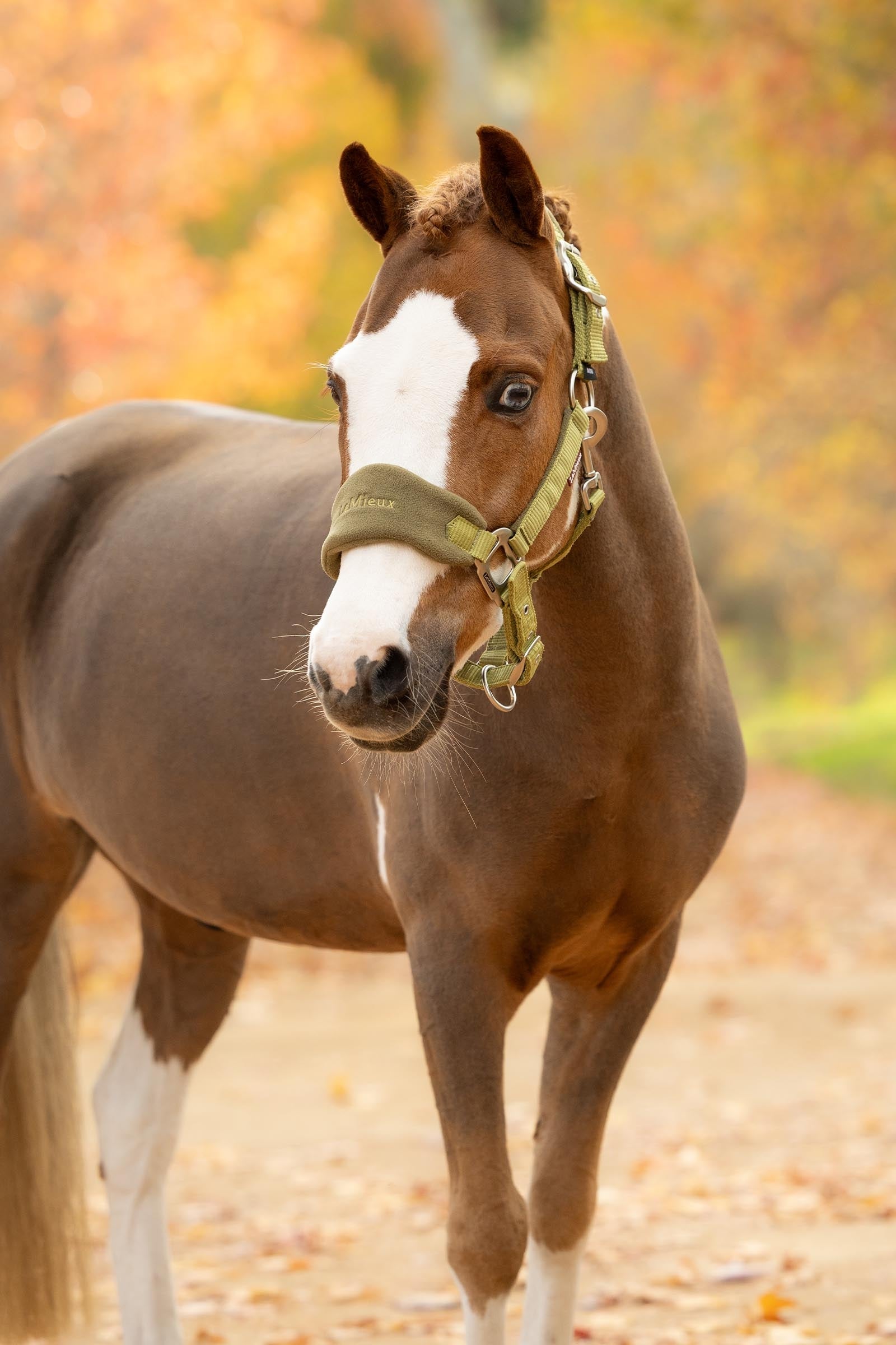 LeMieux Vogue Headcollar & Lead Rope Set Halters & Leads