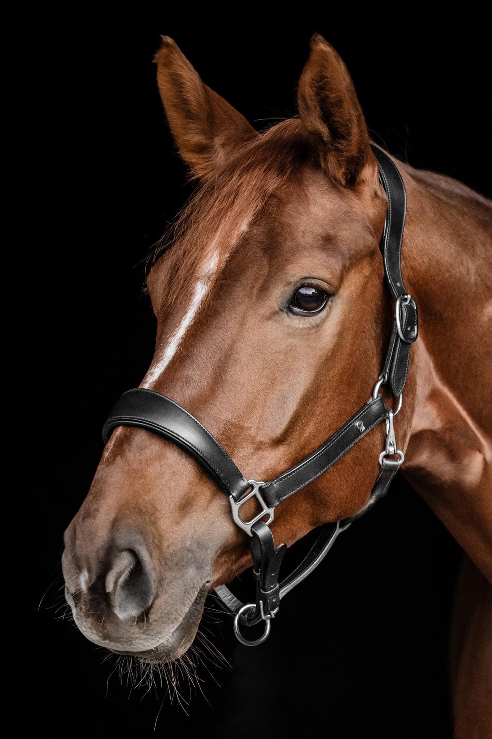 Waldhausen S-line Anatomic Leather Halter Halters & Leads