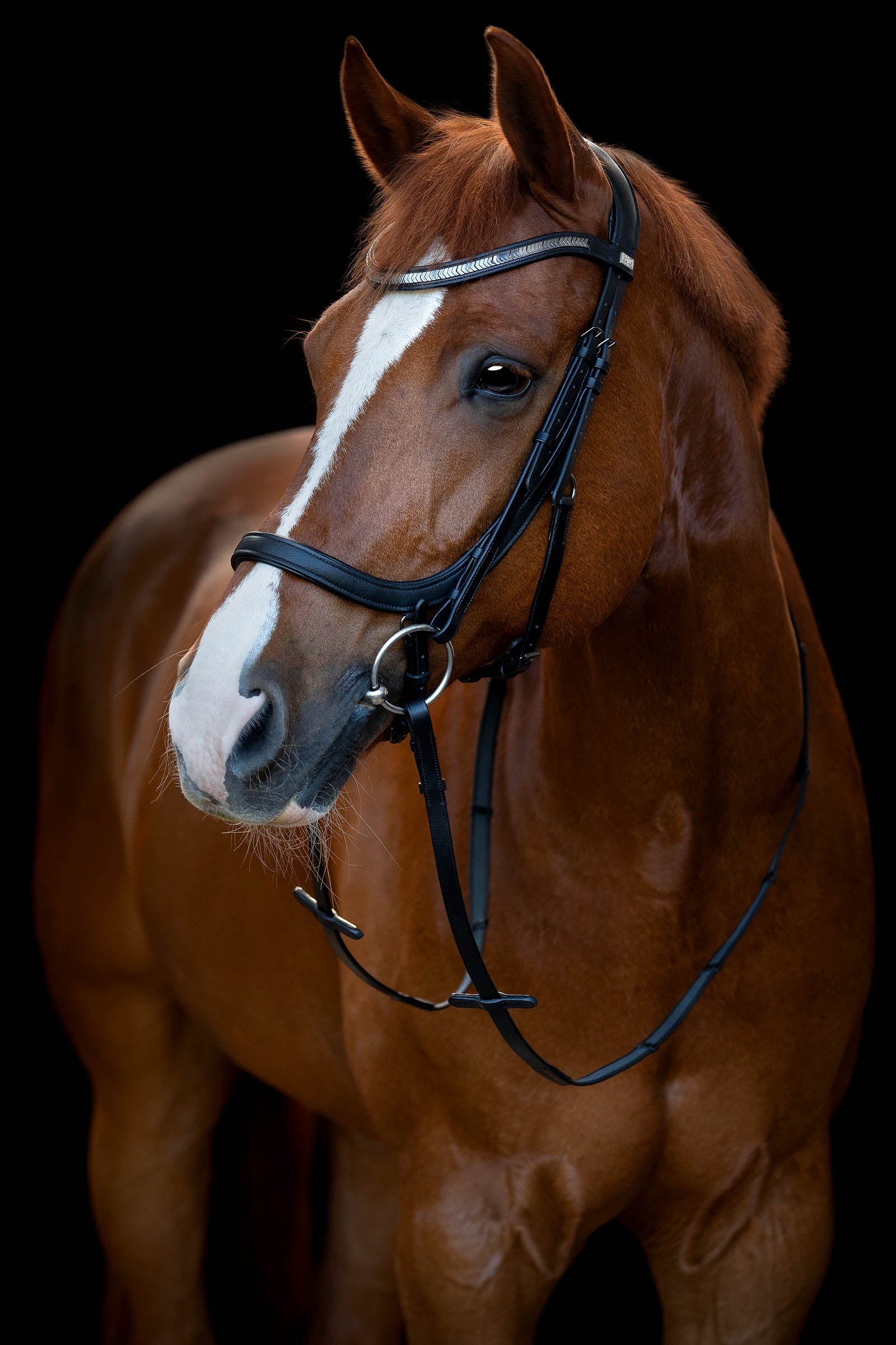 Horse Guard HorseGuard Tine Anatomic Bridle Bridles & Reins