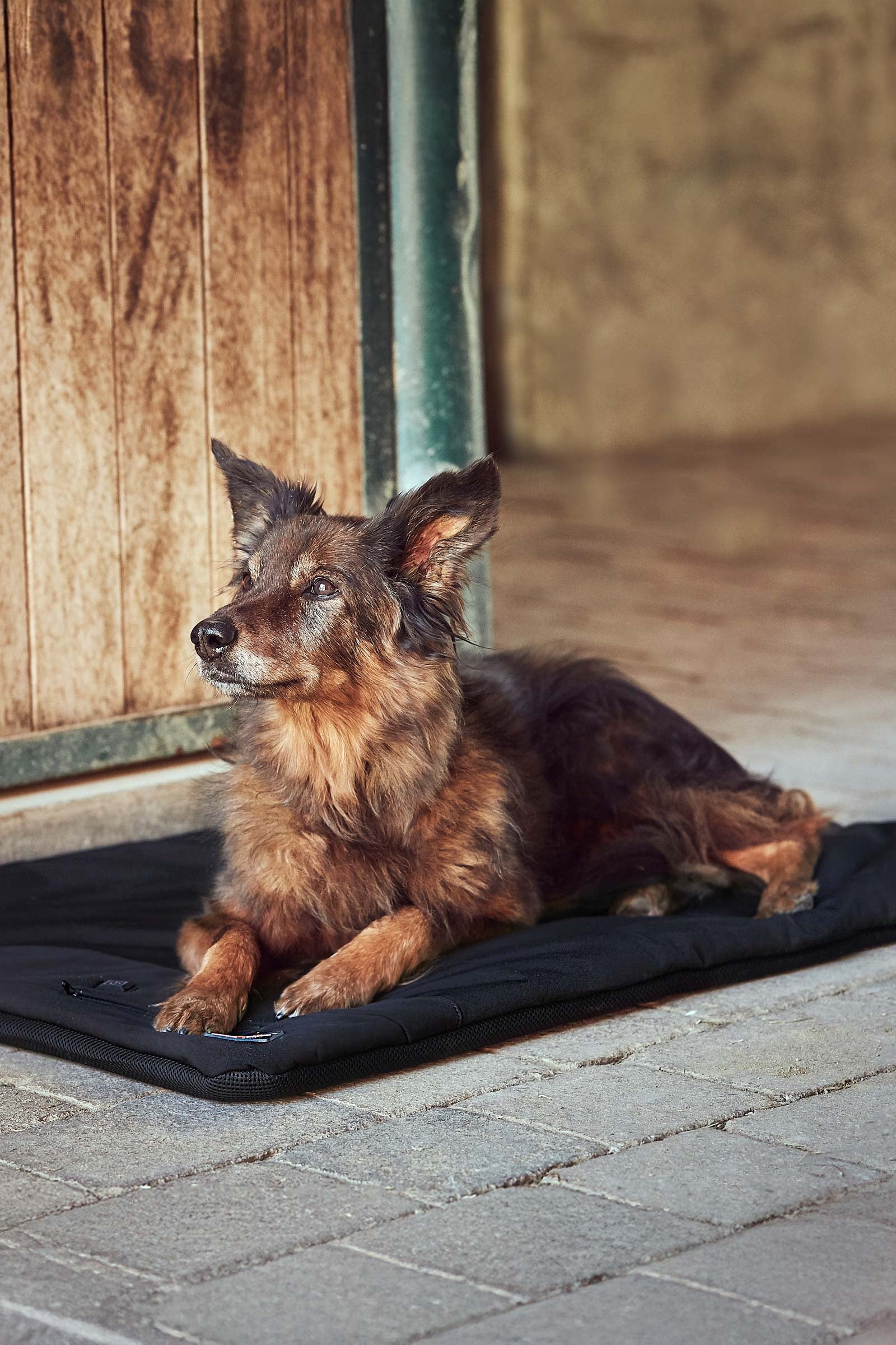 Catago CATAGO FIR-Tech Pro Dog Pillow Dog Accesories