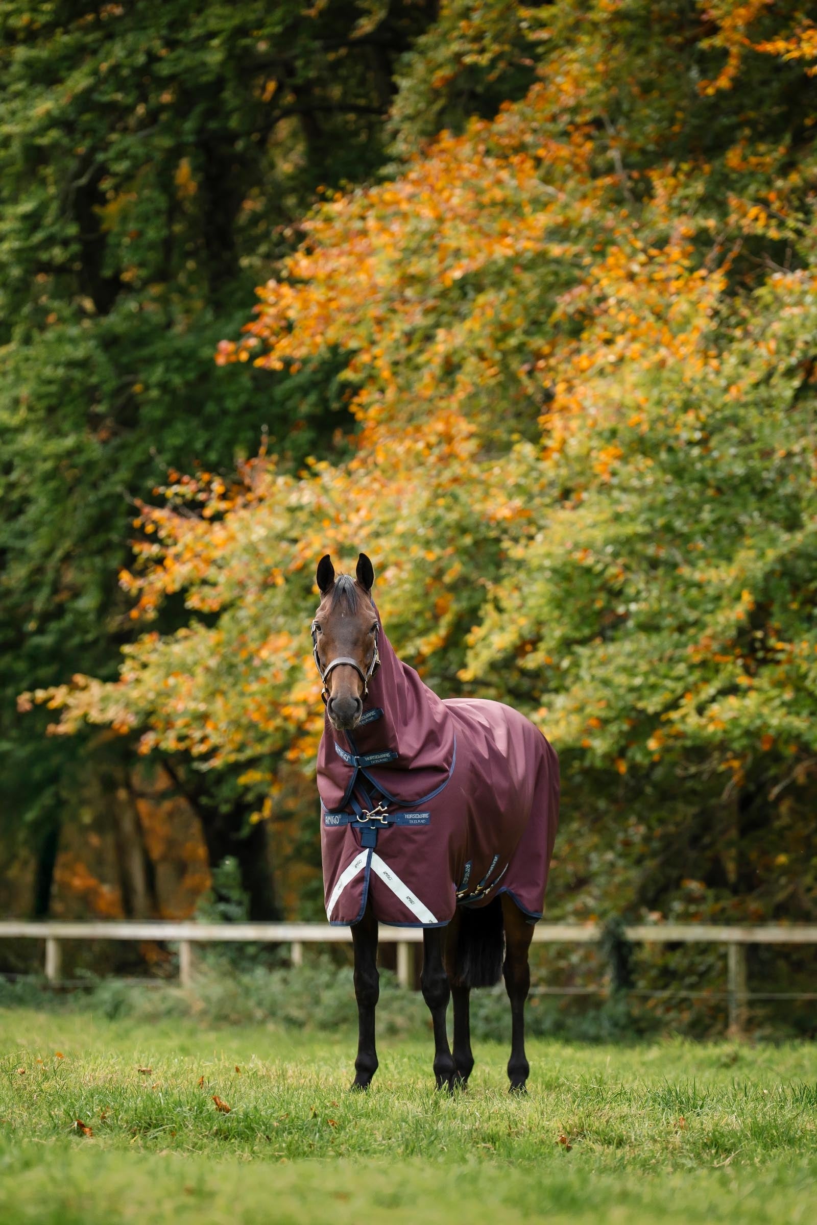 Horseware Amigo Bravo 12 Plus 100g Horse Rugs